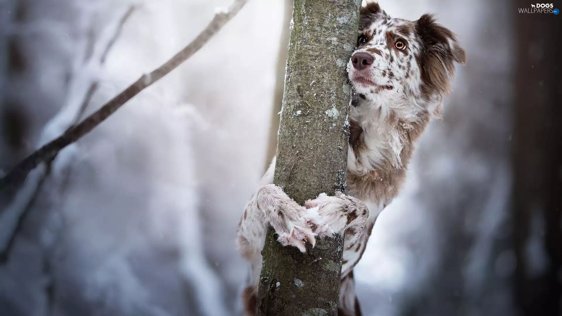 dog, trees, muzzle, Australian Shepherd