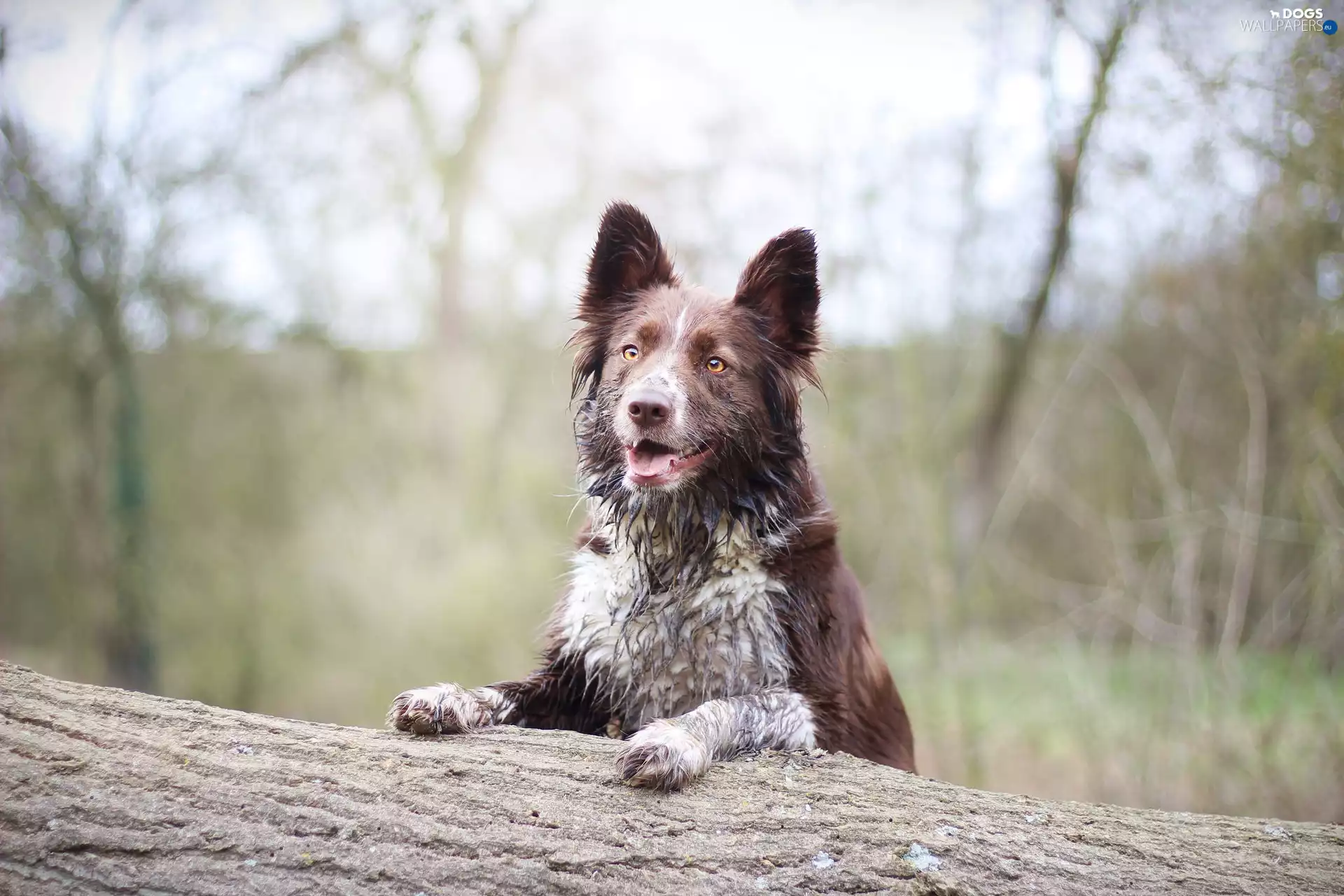 dog, trees, Plants, Border Collie