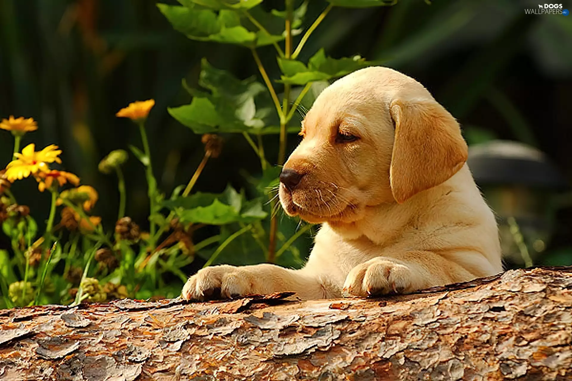 trees, small, puppie