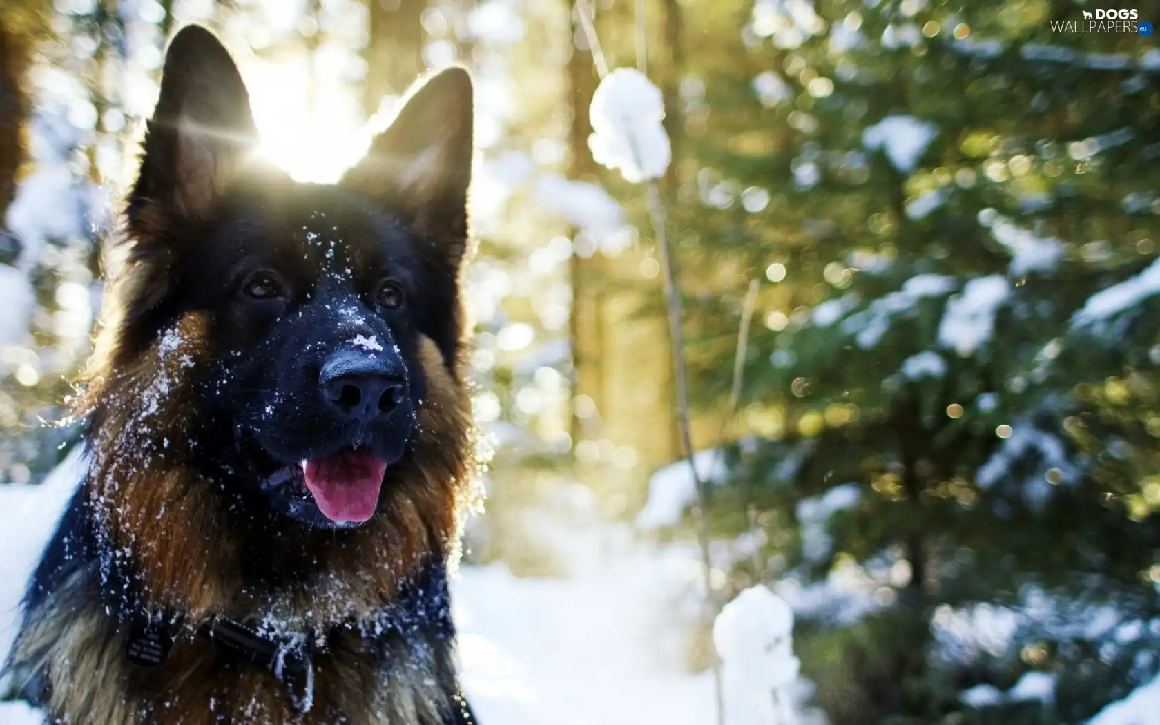trees, german, dog, snow, sheep-dog