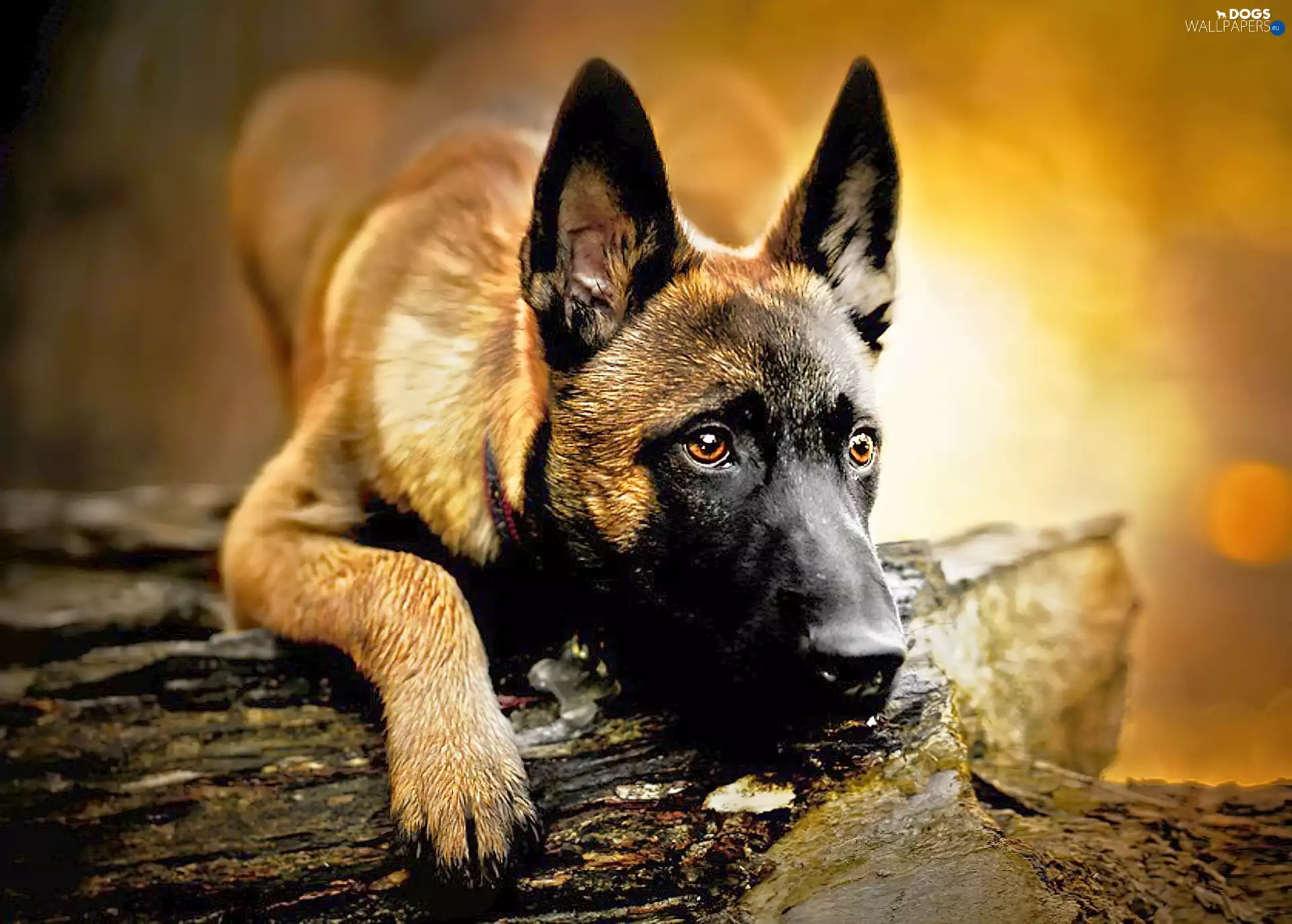 dog, trees, sheep-dog, pud