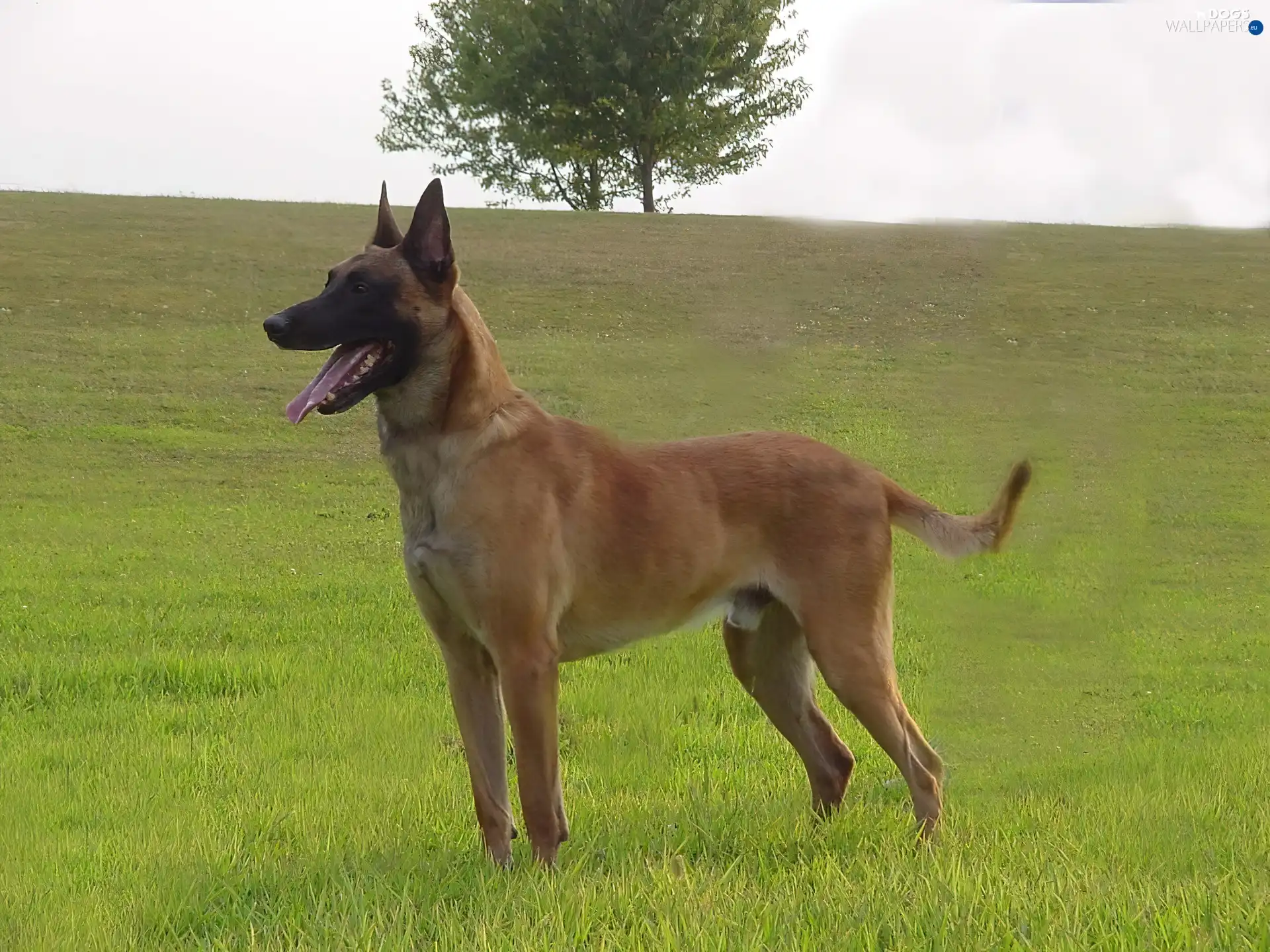 trees, Belgian Shepherd Malinois