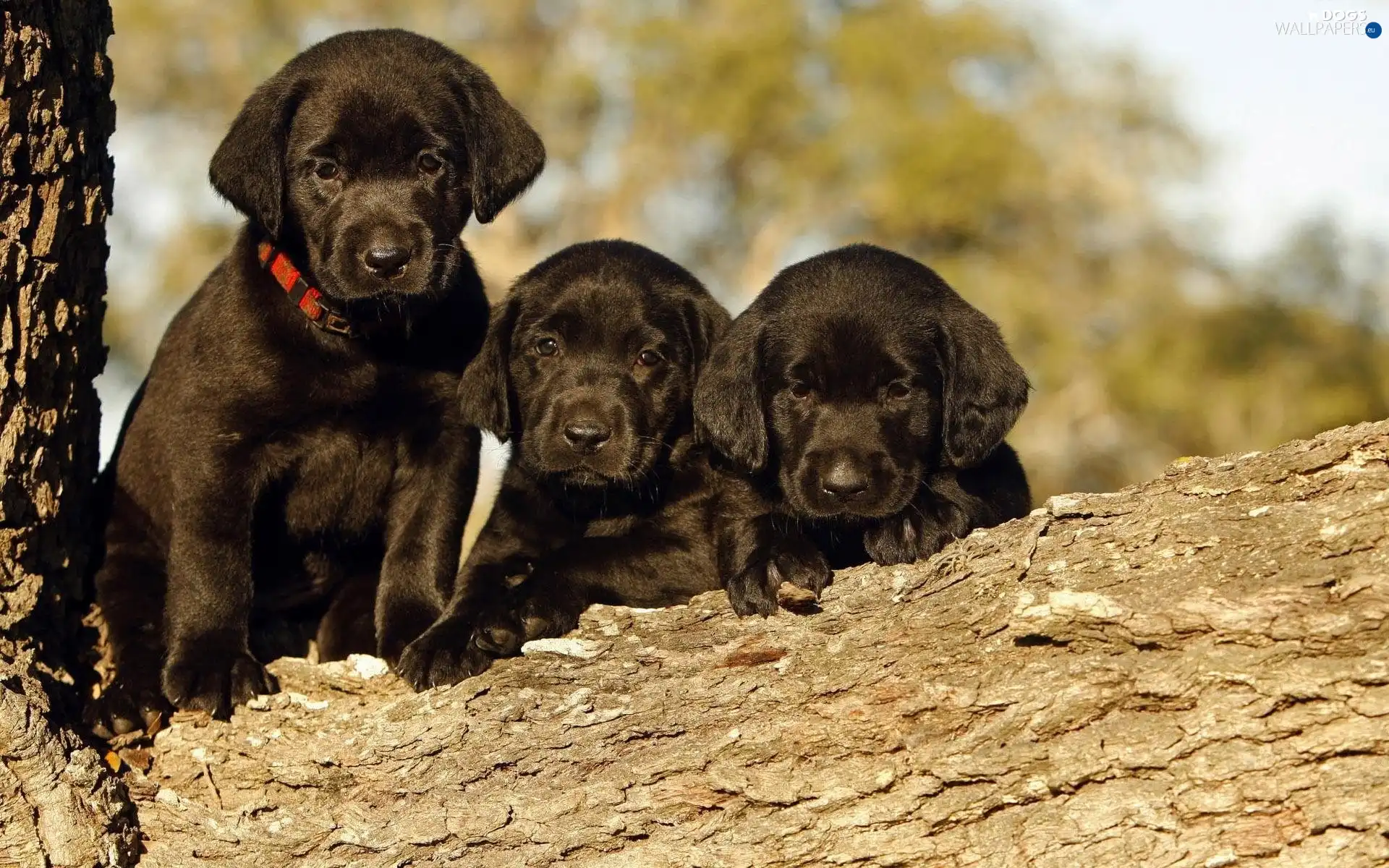 trees, Labradors, Three, Black