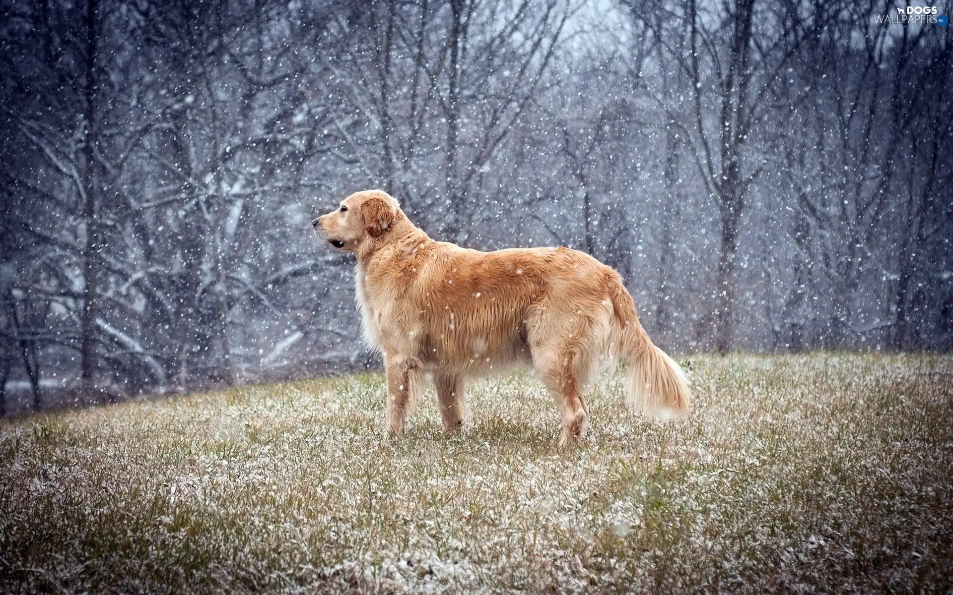 Winters, Golden Retriever, beginning