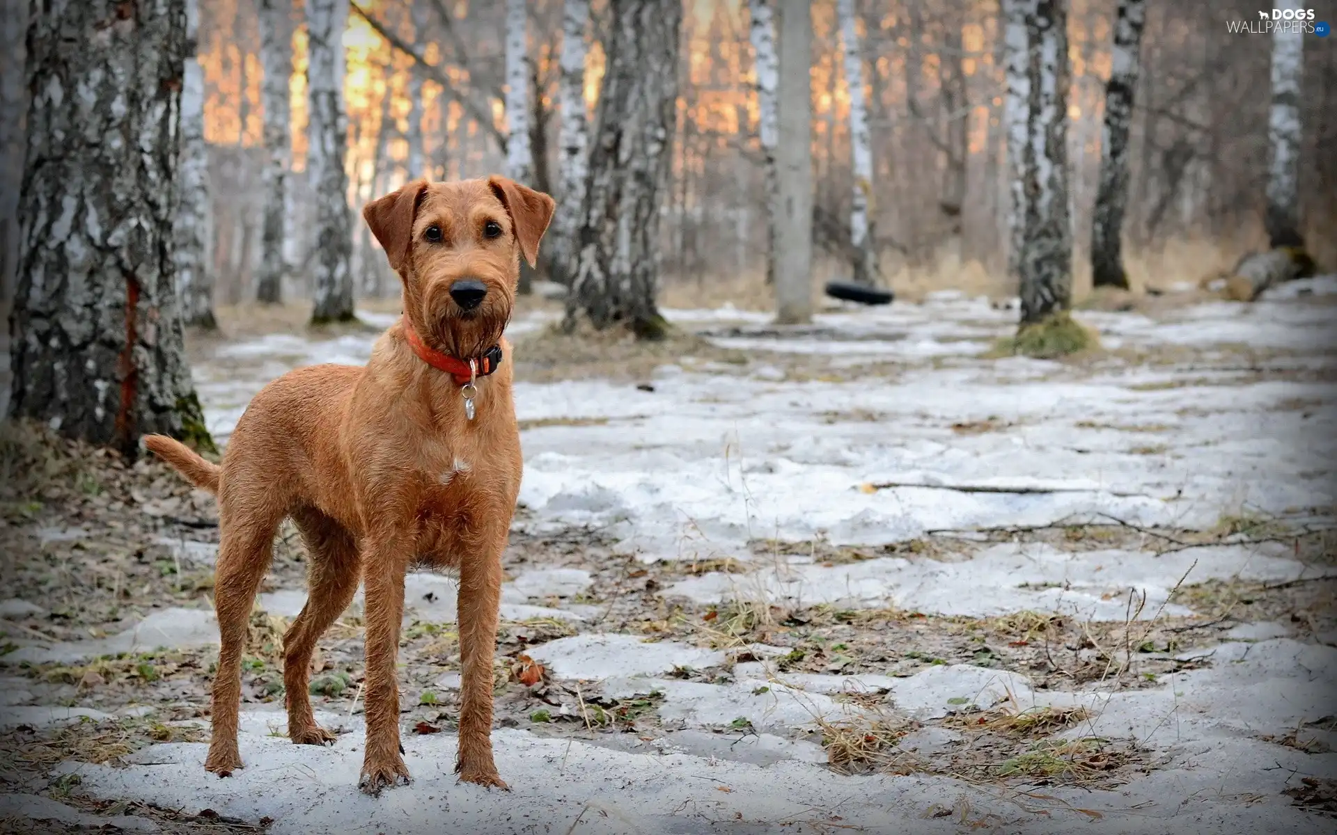 trees, dog-collar, terrier, viewes, irish