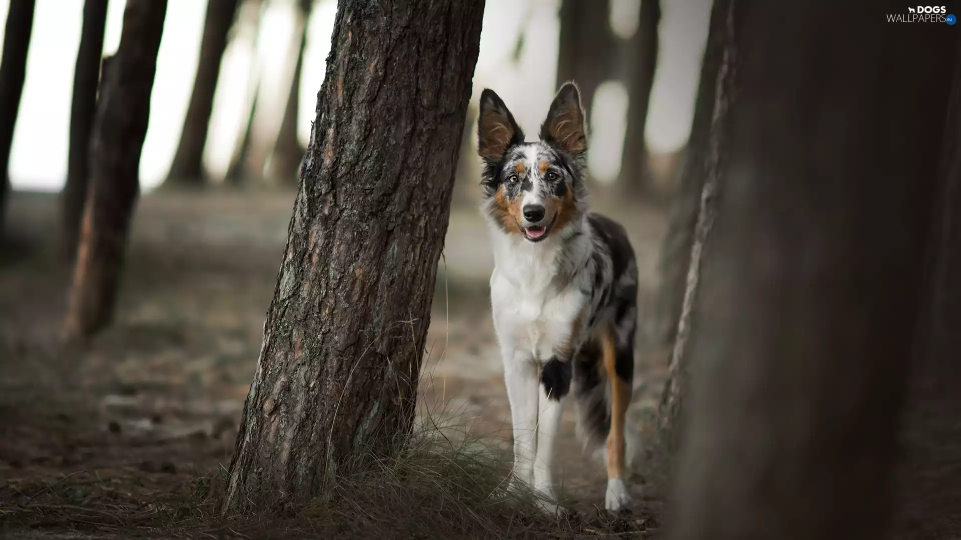 dog, trees, viewes, Border Collie