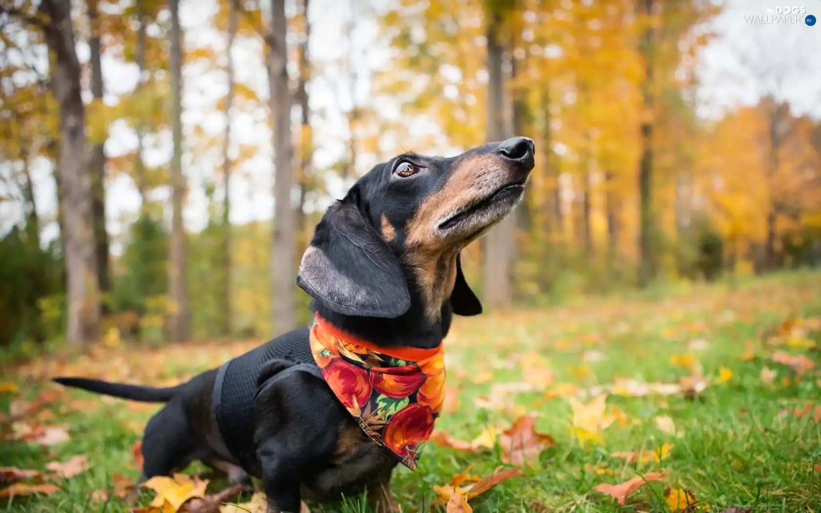 trees, forest, dachshund, viewes, dog