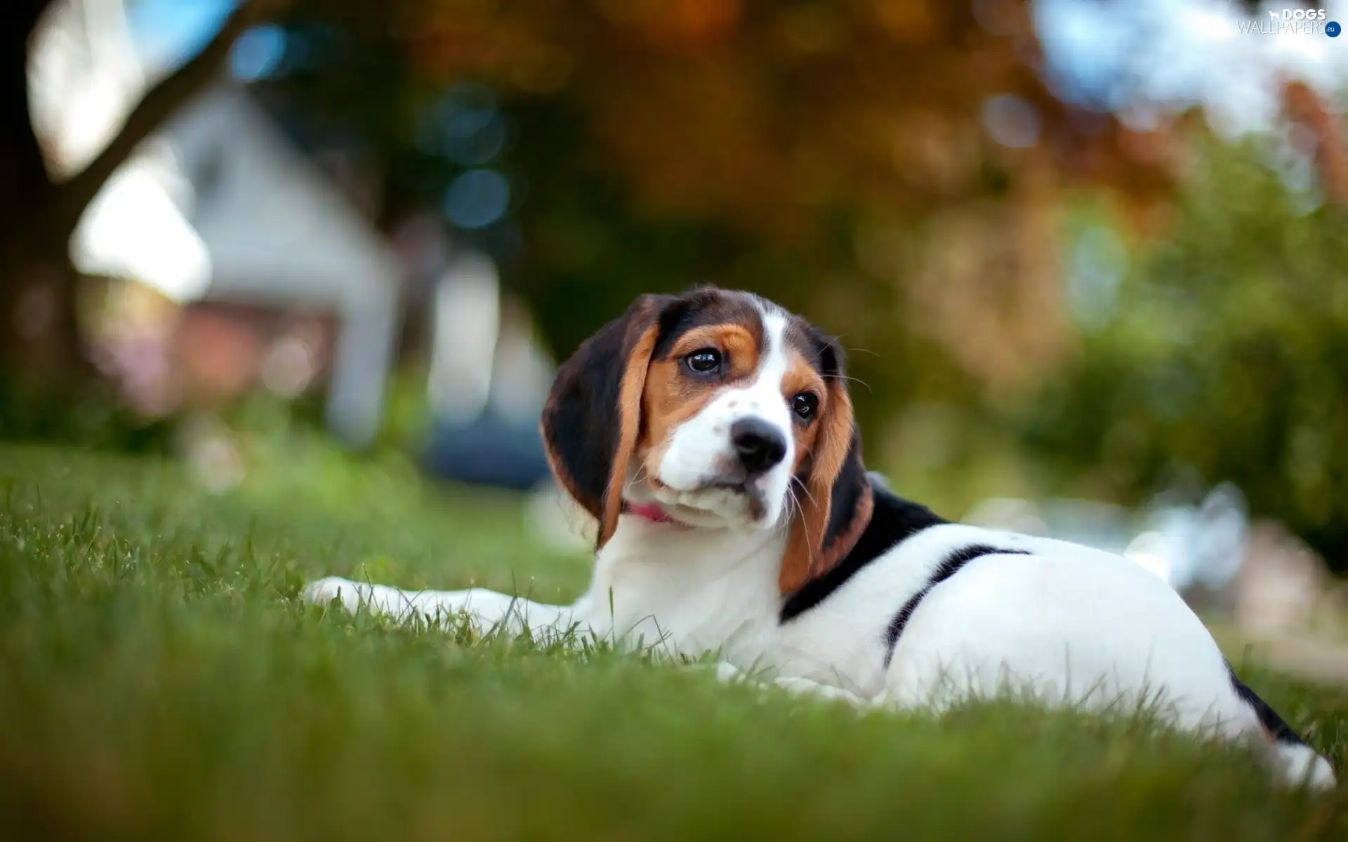 trees, Houses, dog, viewes, grass
