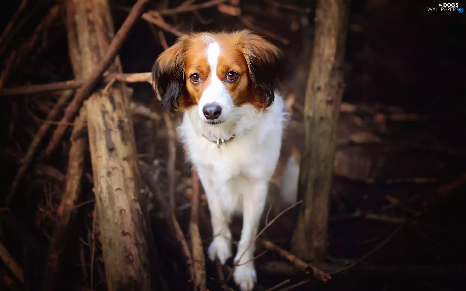viewes, Alpine Dutch, trees