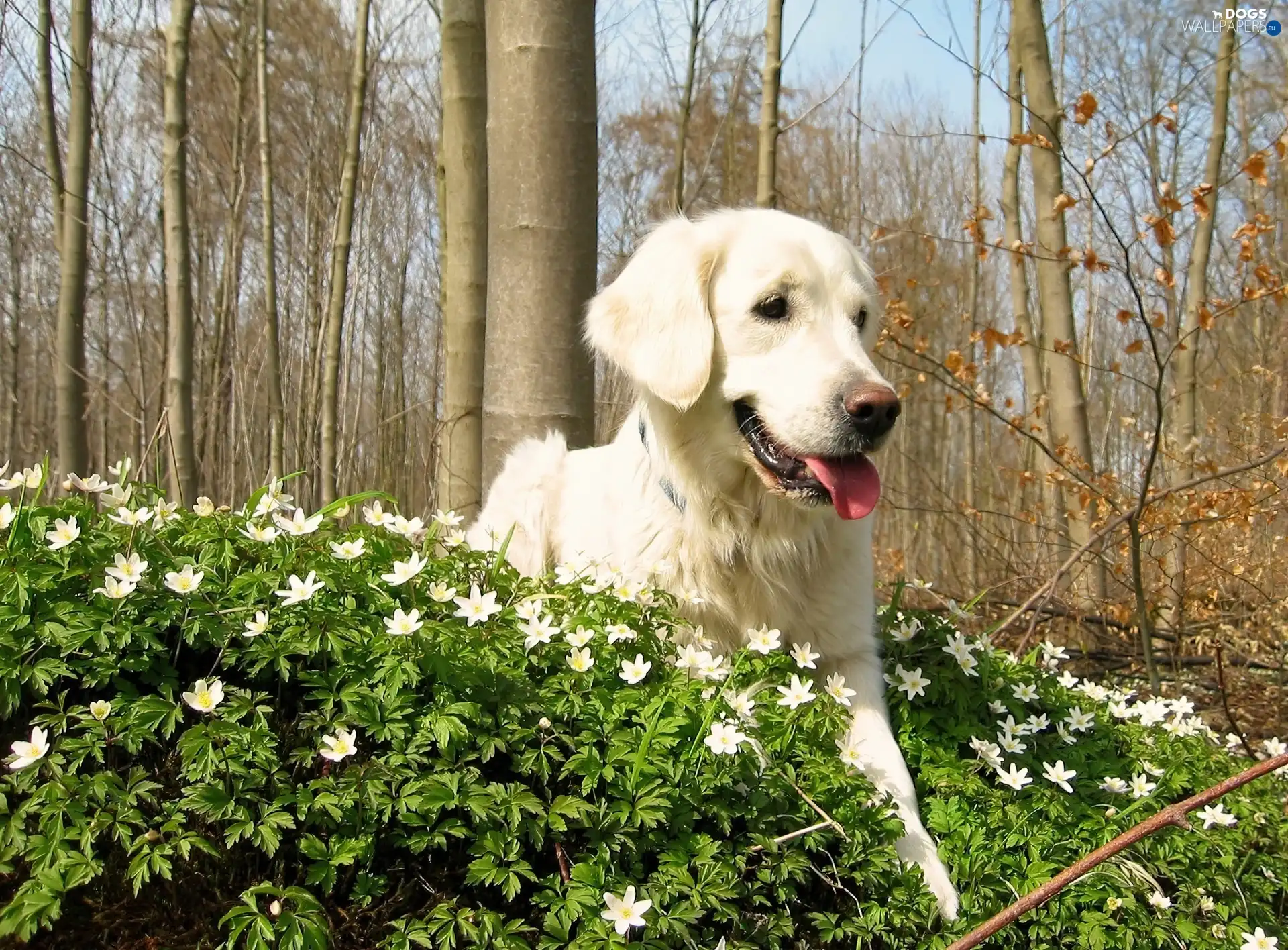trees, Flowers, golden, viewes, retriever