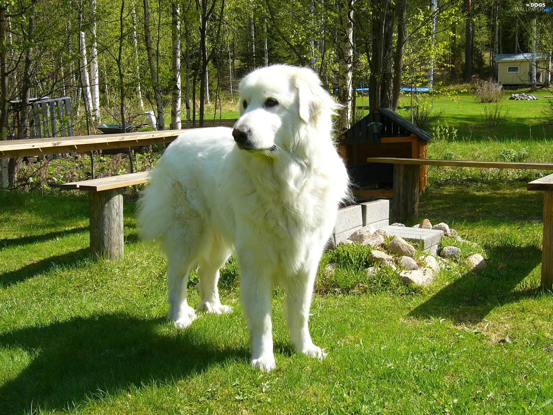 trees, bench, grass, White, viewes, Kuvasz