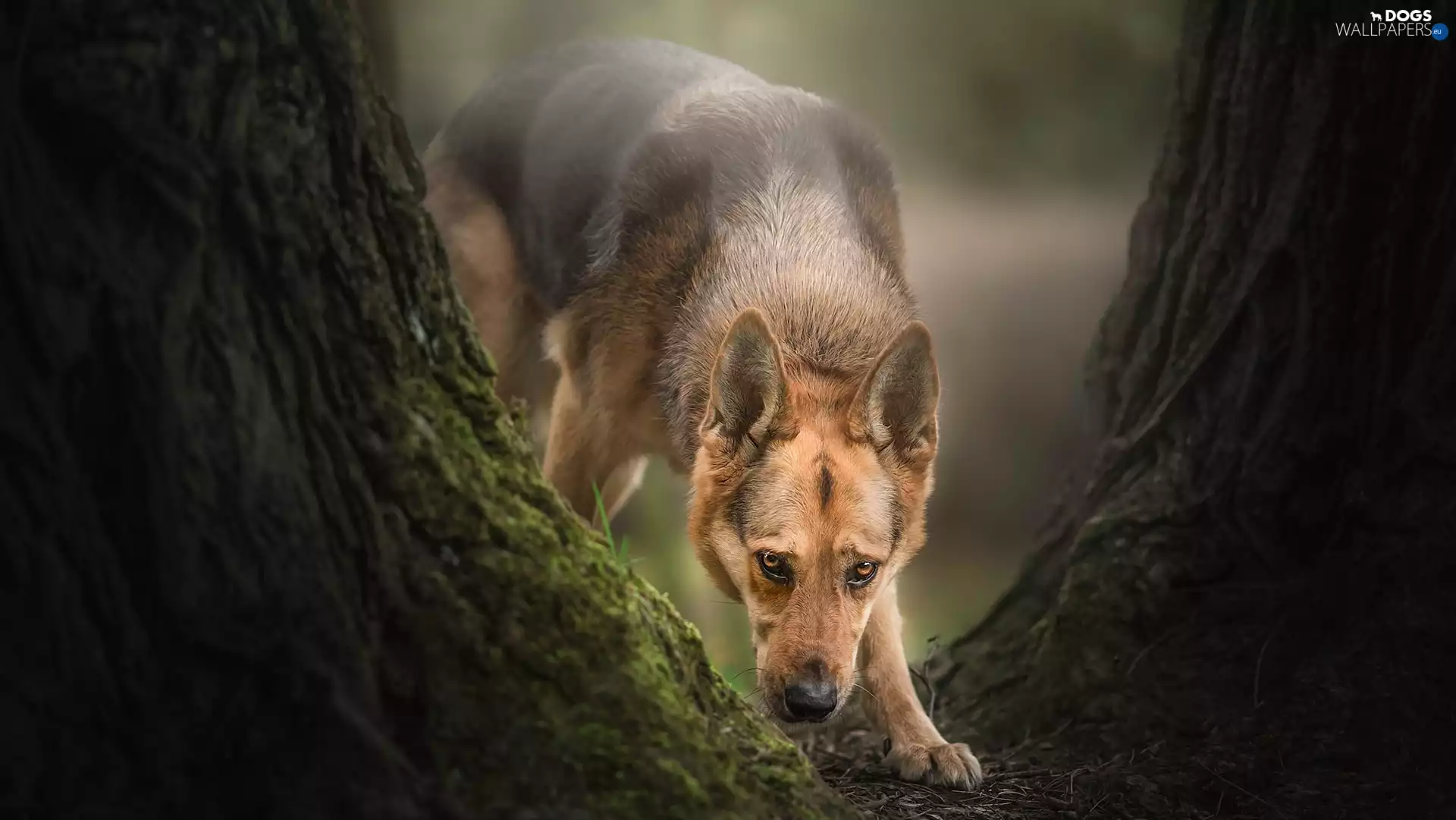 dog, trees, viewes, German Shepherd