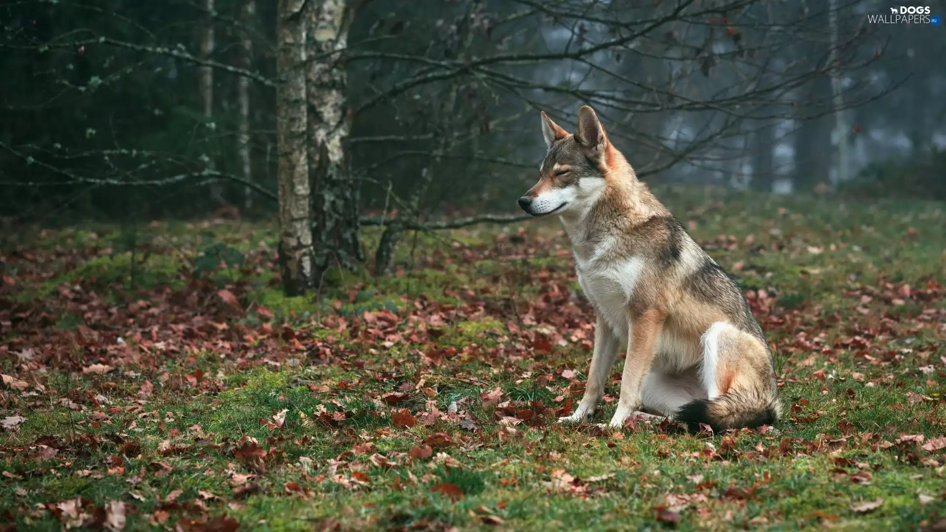 dog, trees, viewes, Czechoslovakian Wolfdog