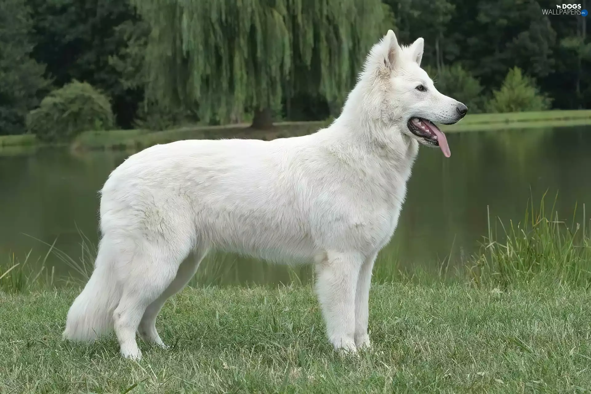 trees, viewes, Shepherd US-Canadian, water, White Swiss Shepherd