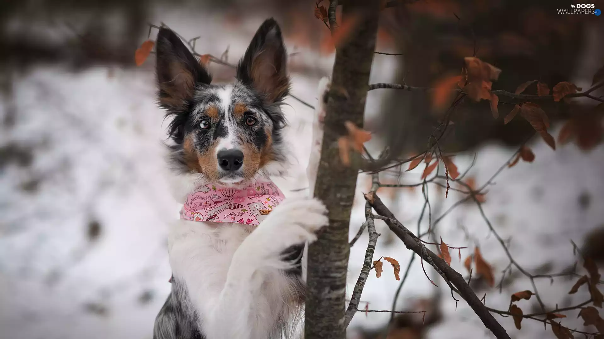 dog, trees, winter, Border Collie