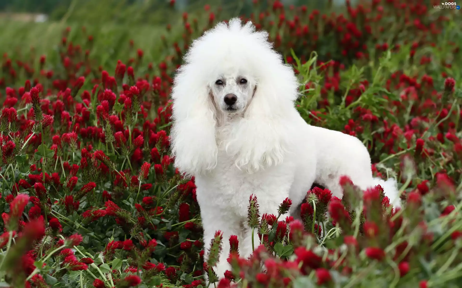 trefoil, White, poodle