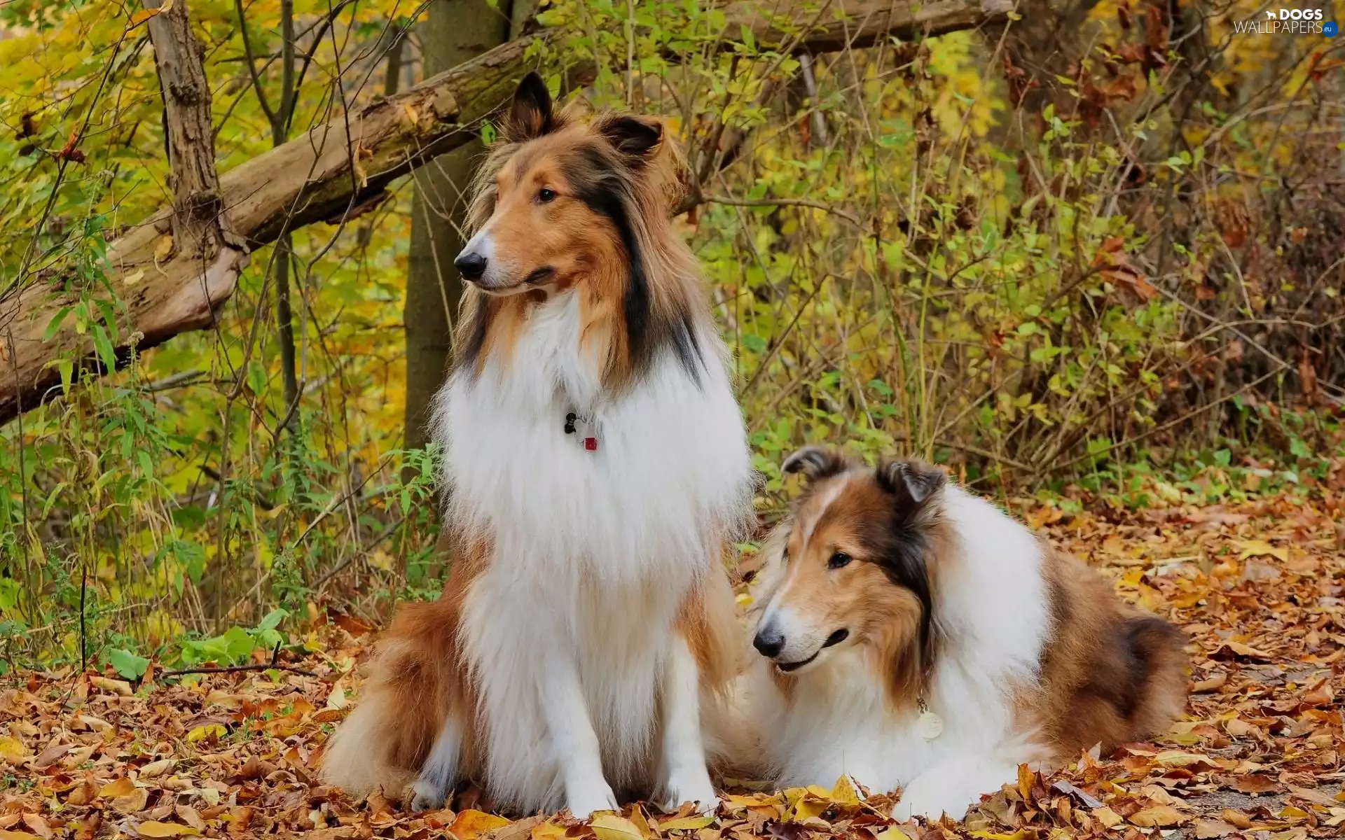 Scottish, Two cars, Tricolor, autumn, Collie, Shepherds