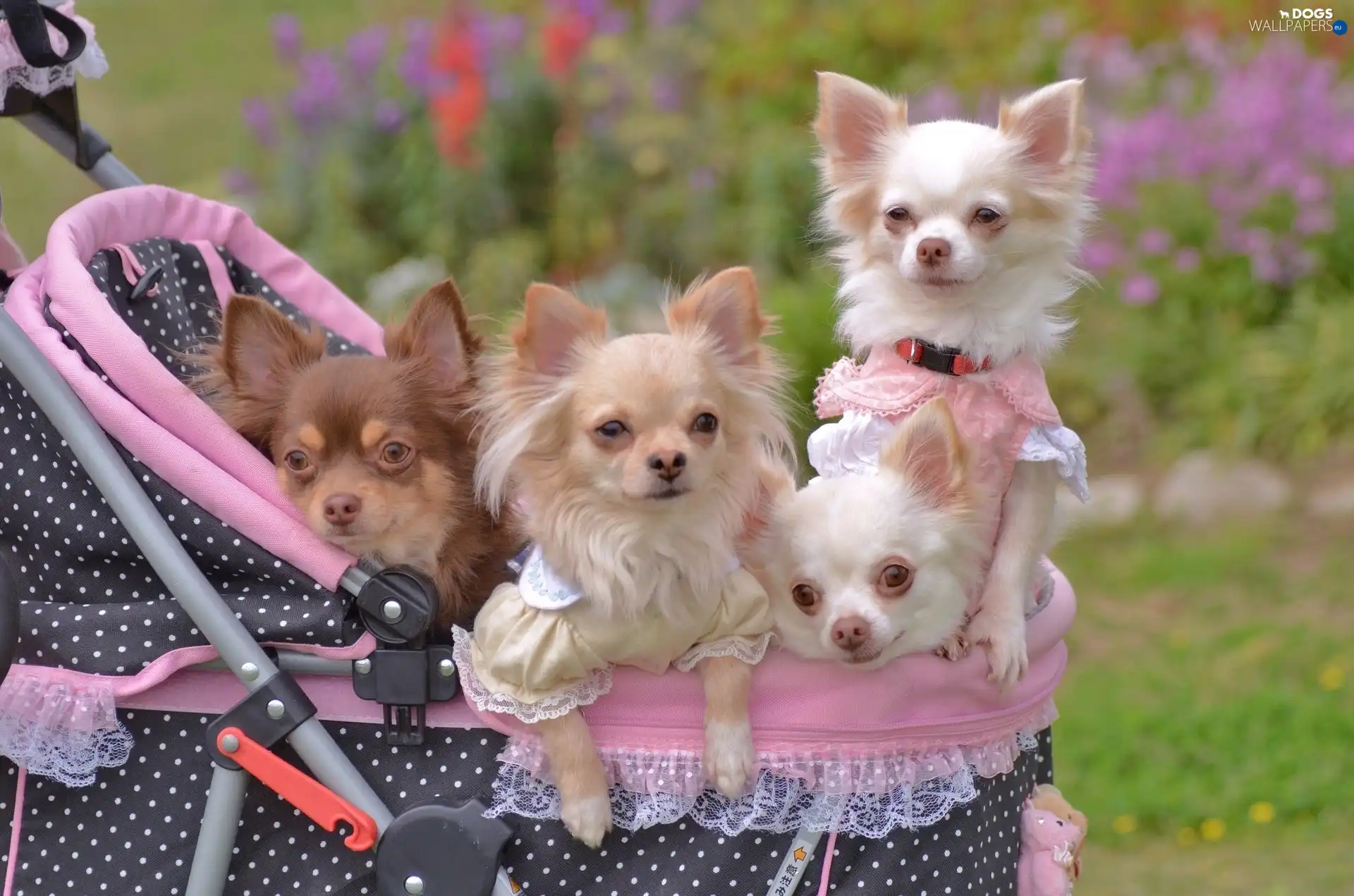 trolley, Chihuahua, four, puppies
