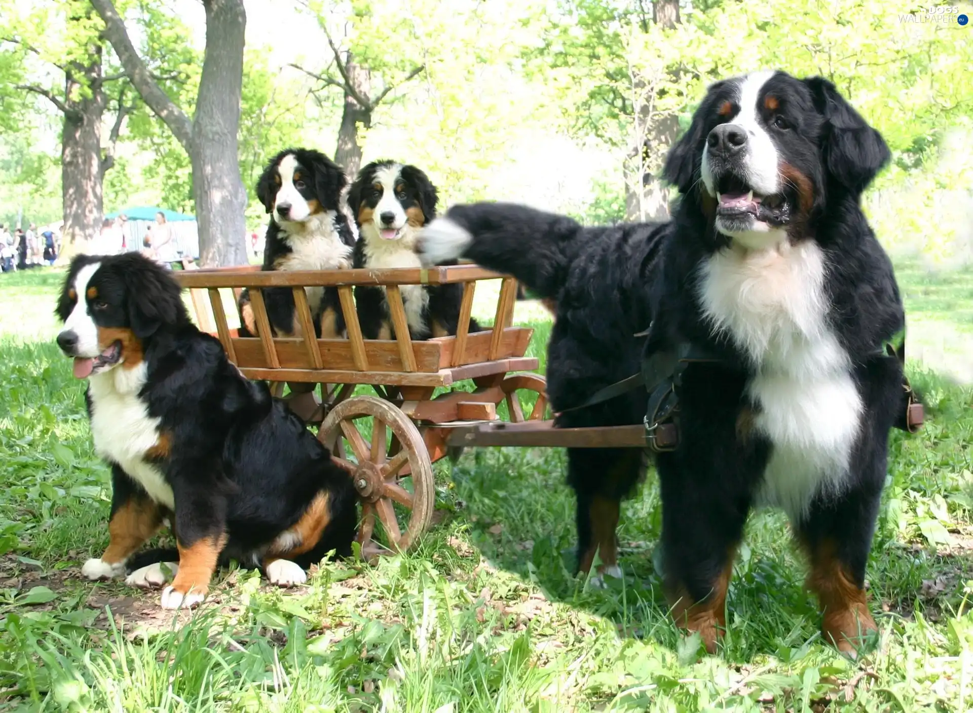 Puppies, trolley, Dogs