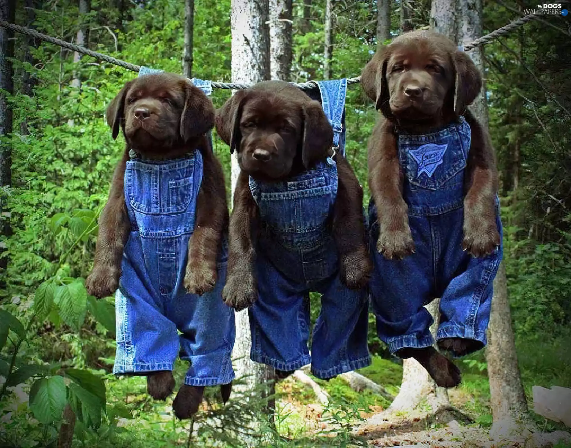 trousers, Three, Puppies