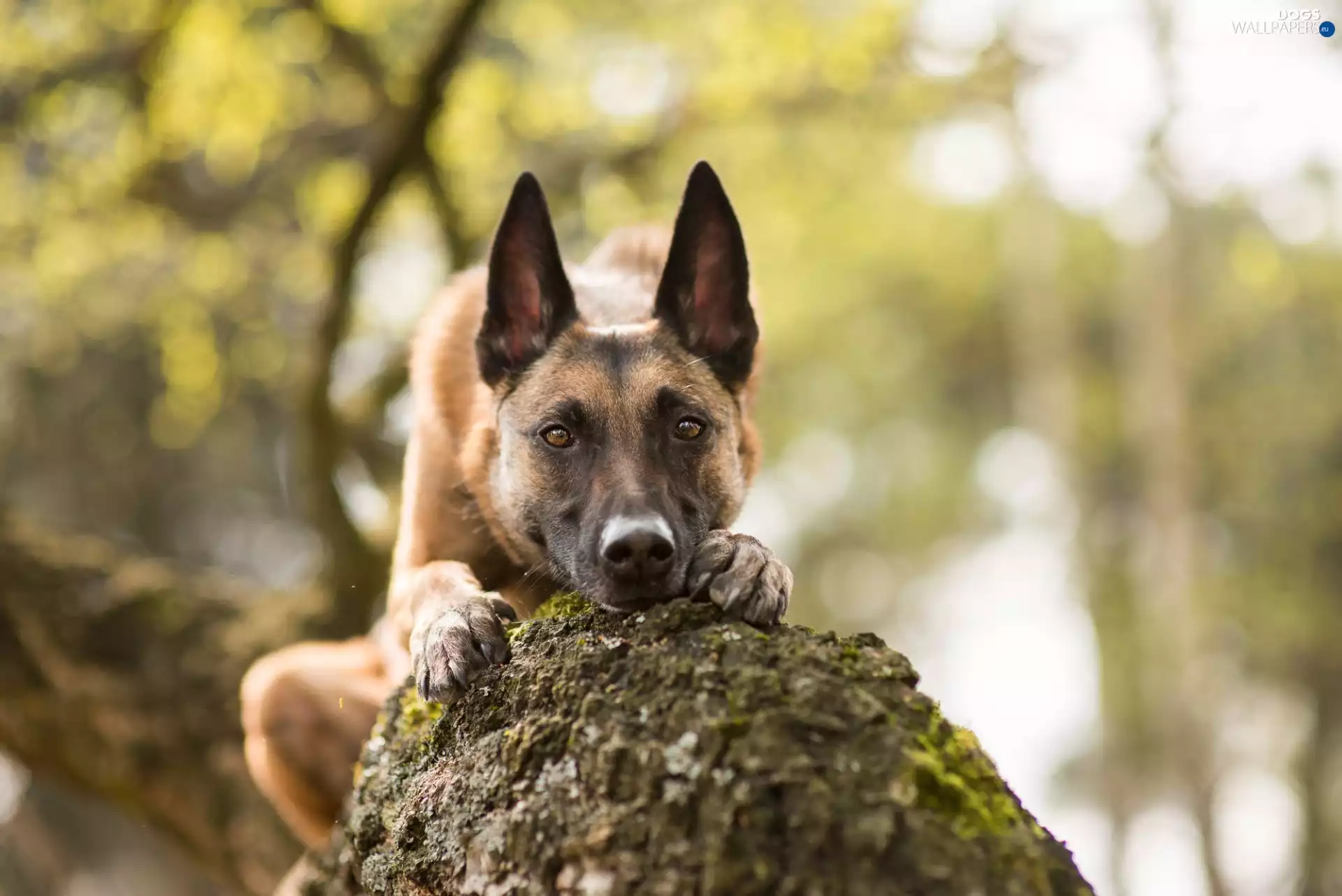 Belgian Shepherd Malinois, trunk