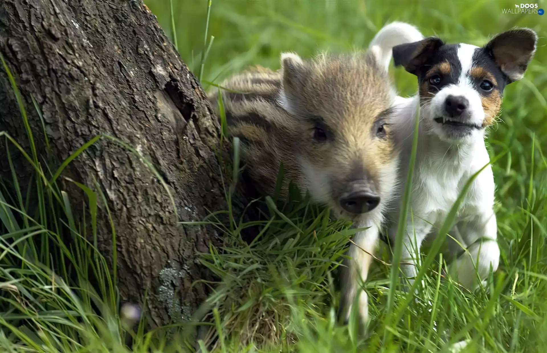 grass, trunk, Boar, dog, young