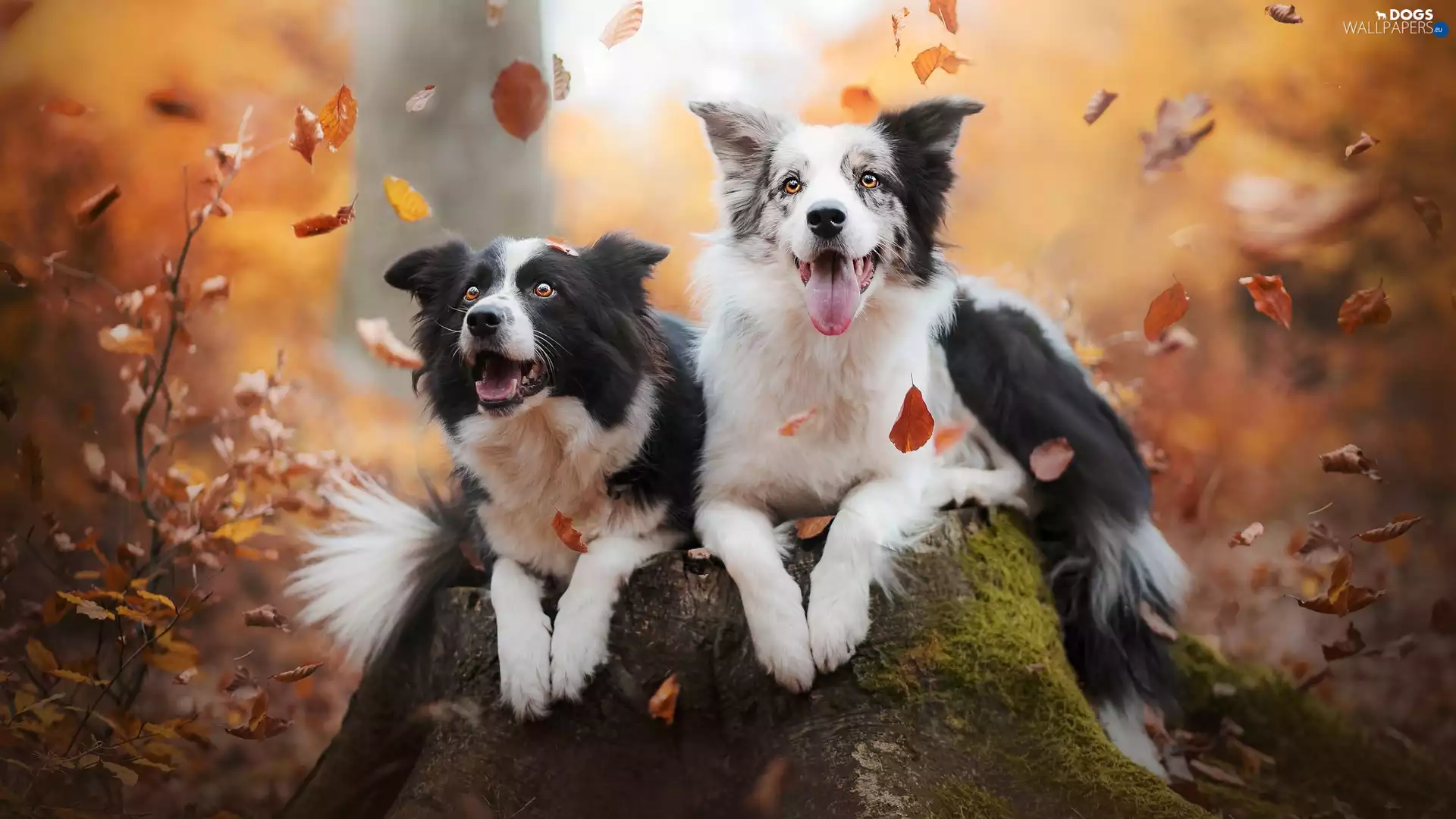 Dogs, trunk, Leaf, Border Collie