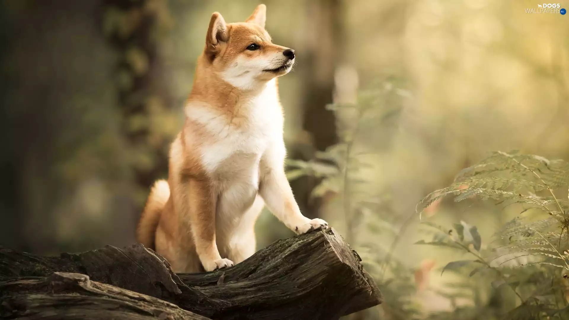 dog, trunk, Plants, Shiba inu