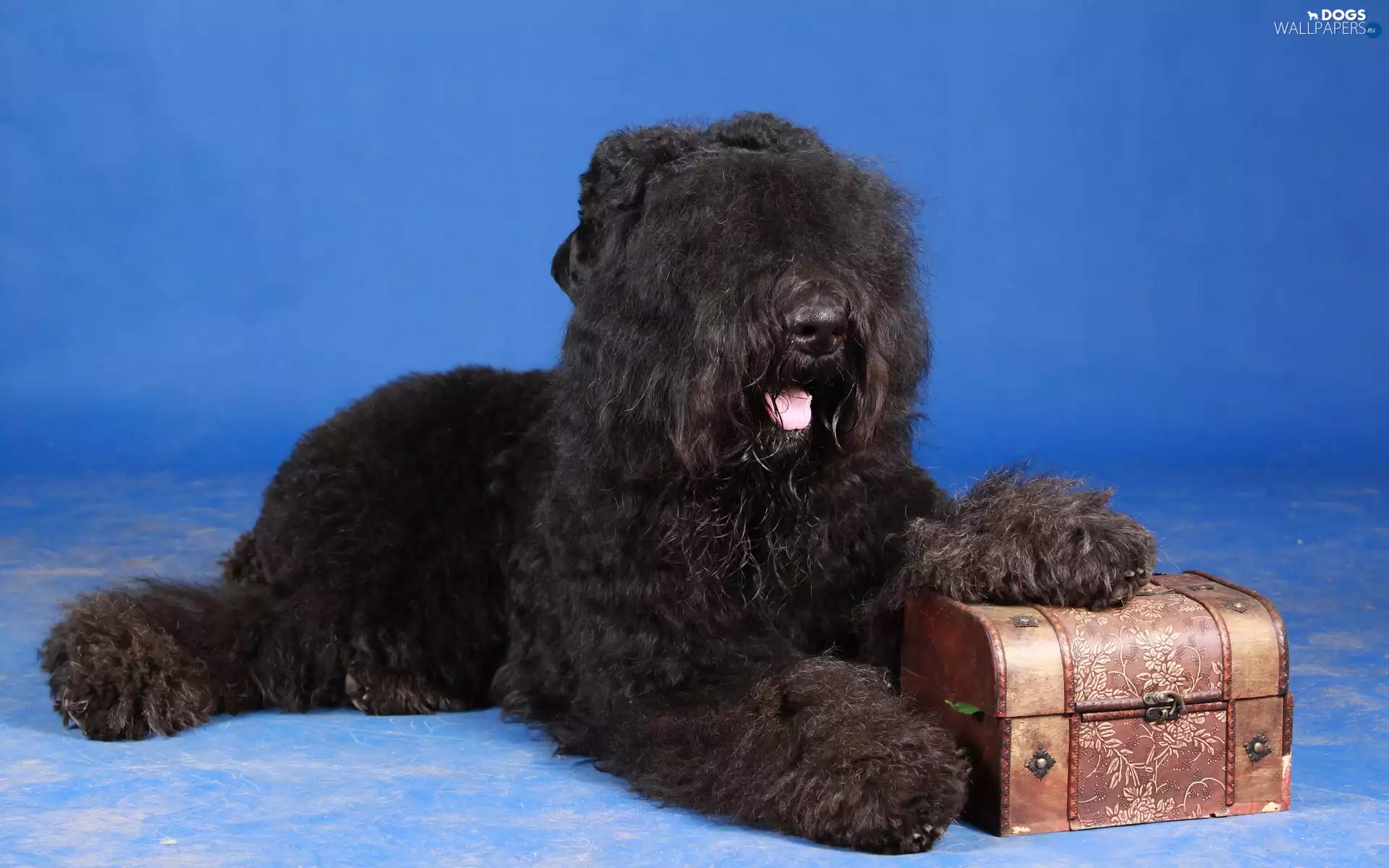 trunk, terrier, russian