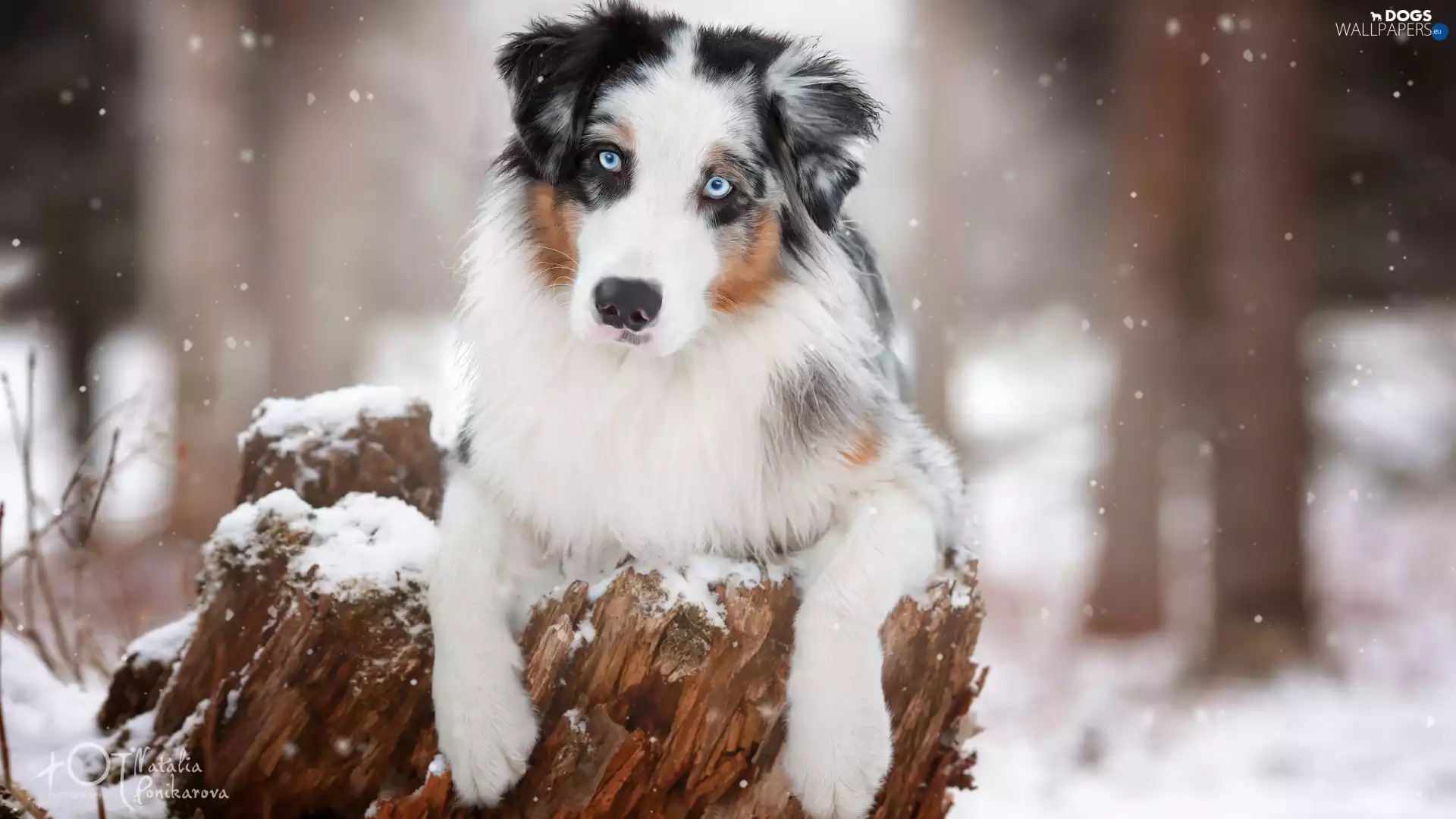 dog, trunk, snow, Australian Shepherd