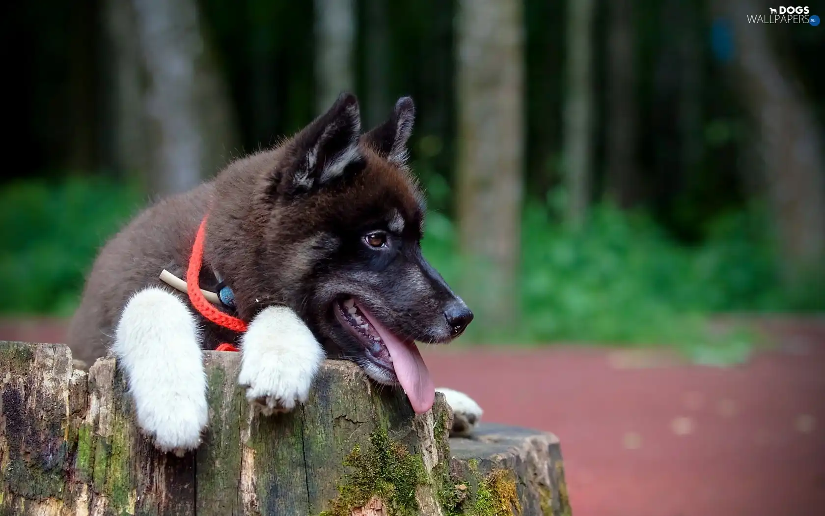 trees, trunk, Puppy