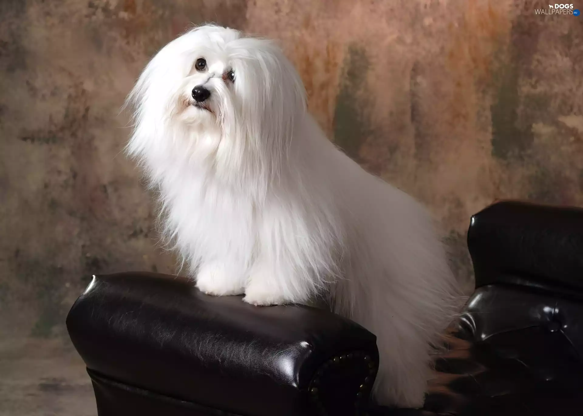 combed, Coton de Tulear