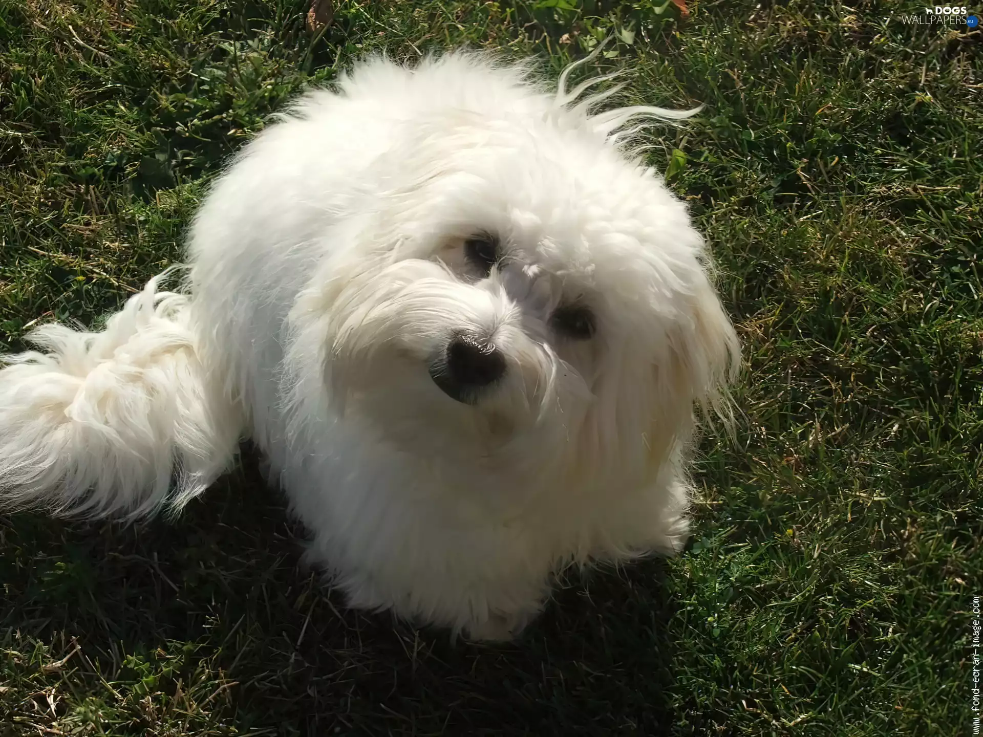 honeyed, Coton de Tulear