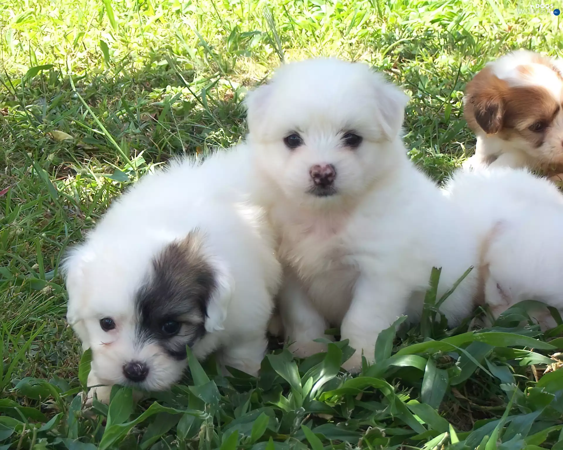 puppies, Coton de Tulear