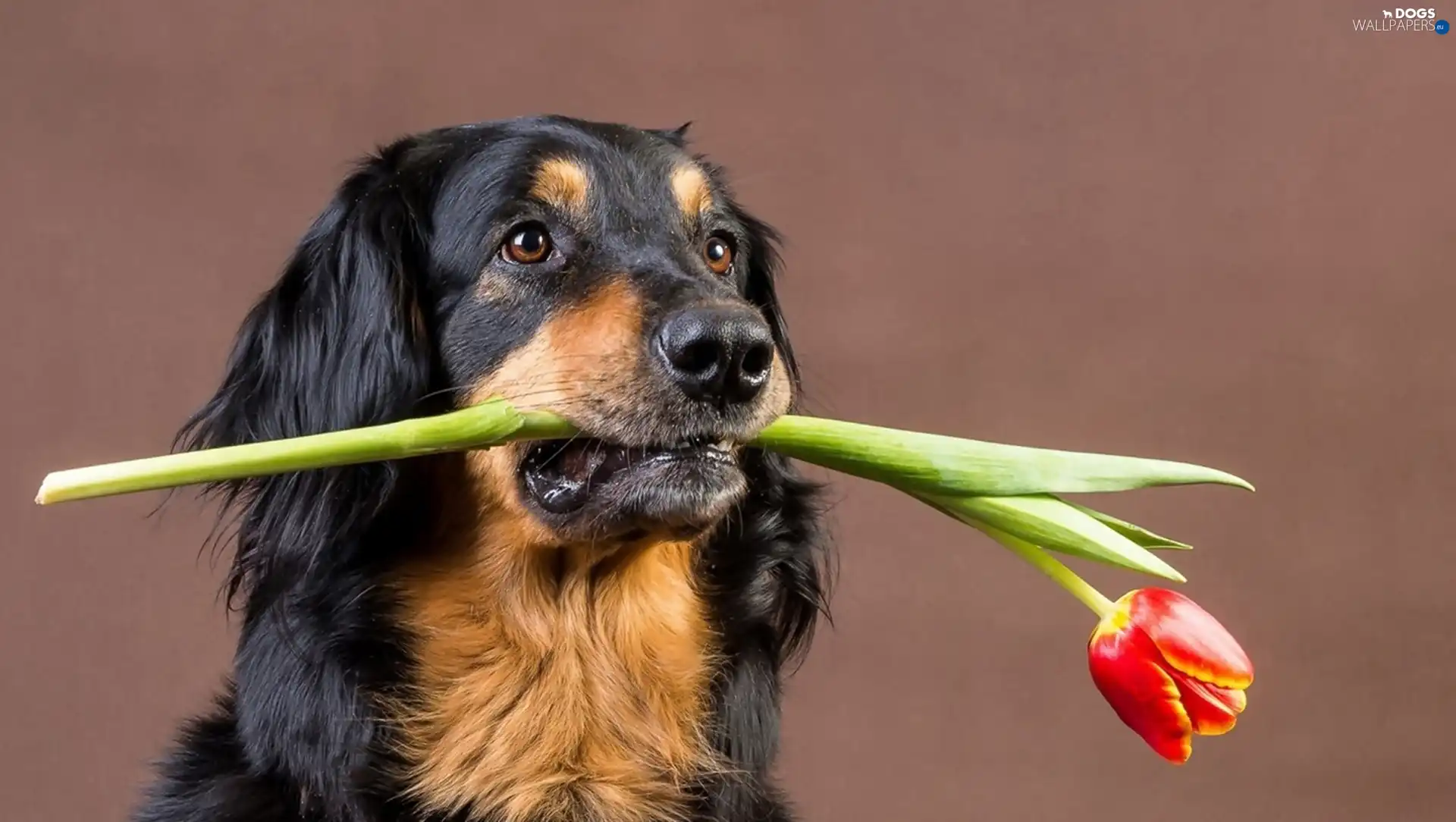 Hovawart, tulip, dog