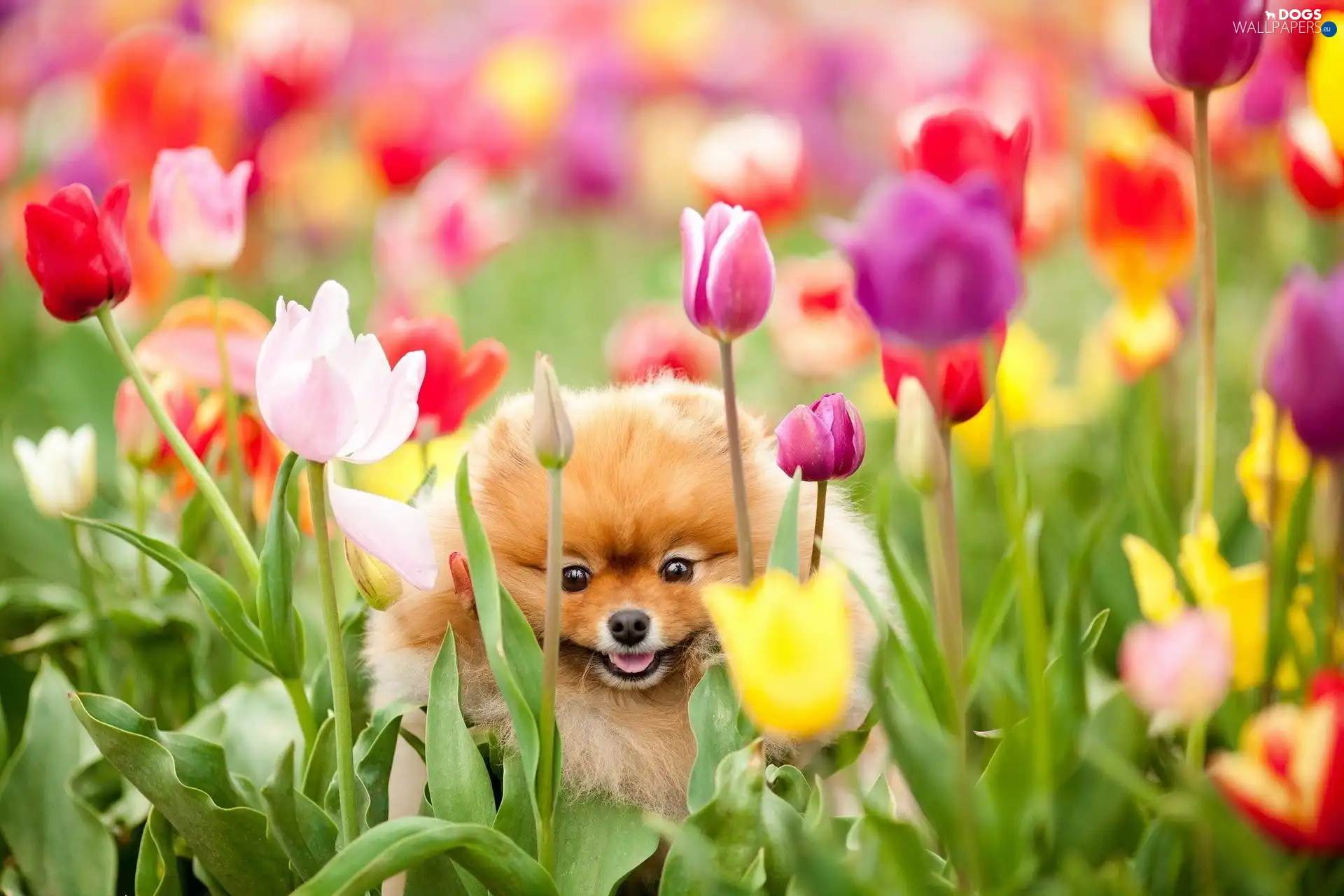 Flowers, Tulips, dog