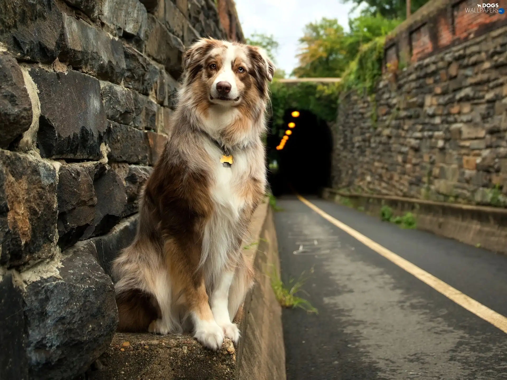 Way, tunnel, dog