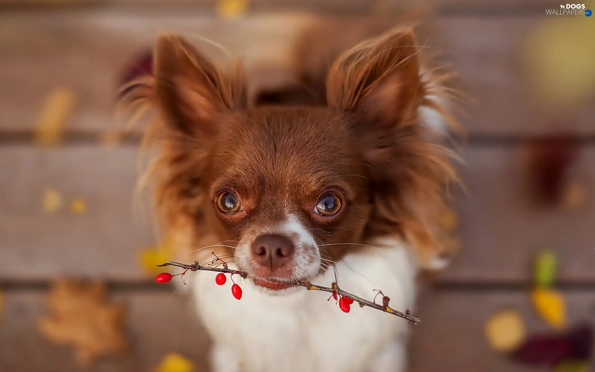 twig, doggy
