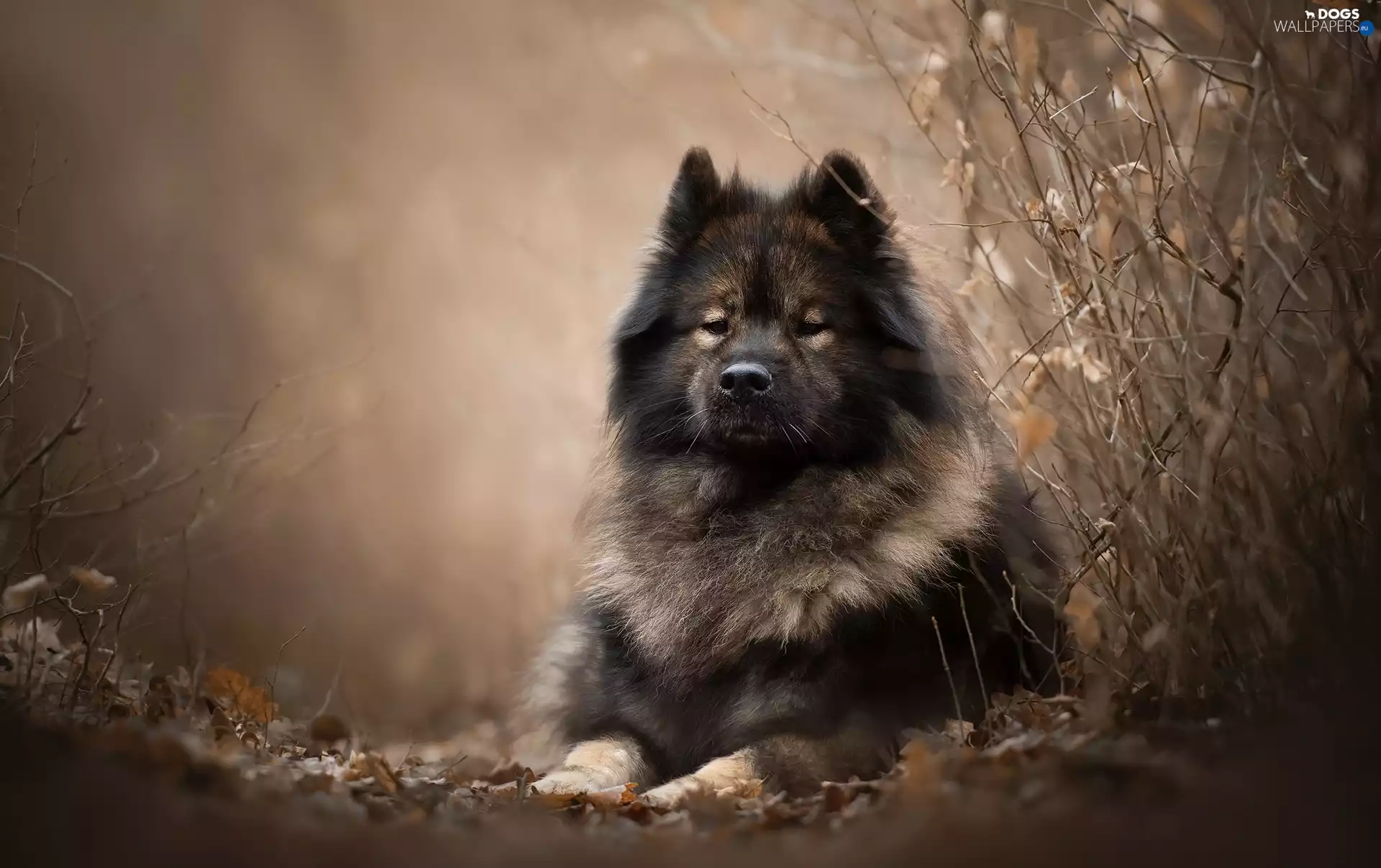 Eurasier, Twigs, dog, point, lying
