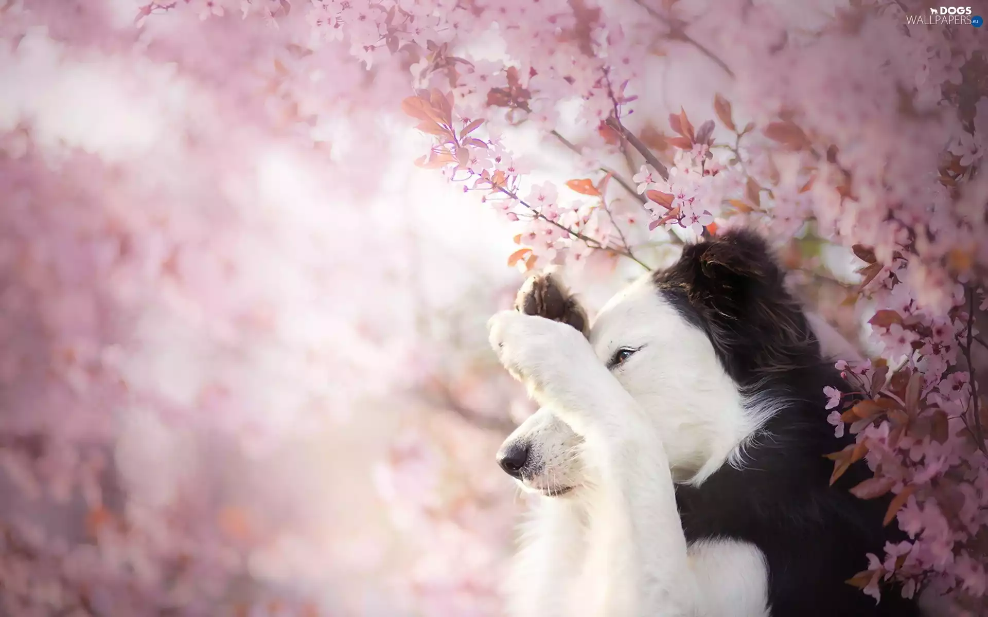 Flowers, Border Collie, Twigs
