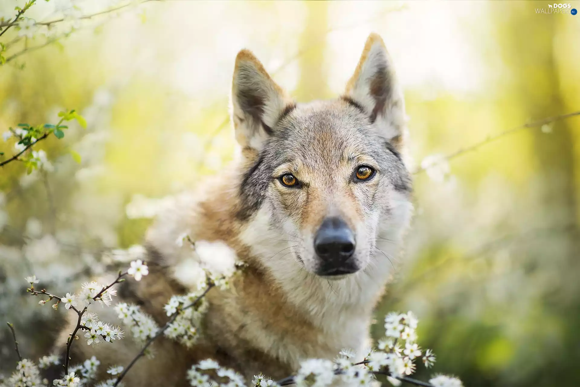 dog, Twigs, Flowers, Czechoslovakian Wolfdog