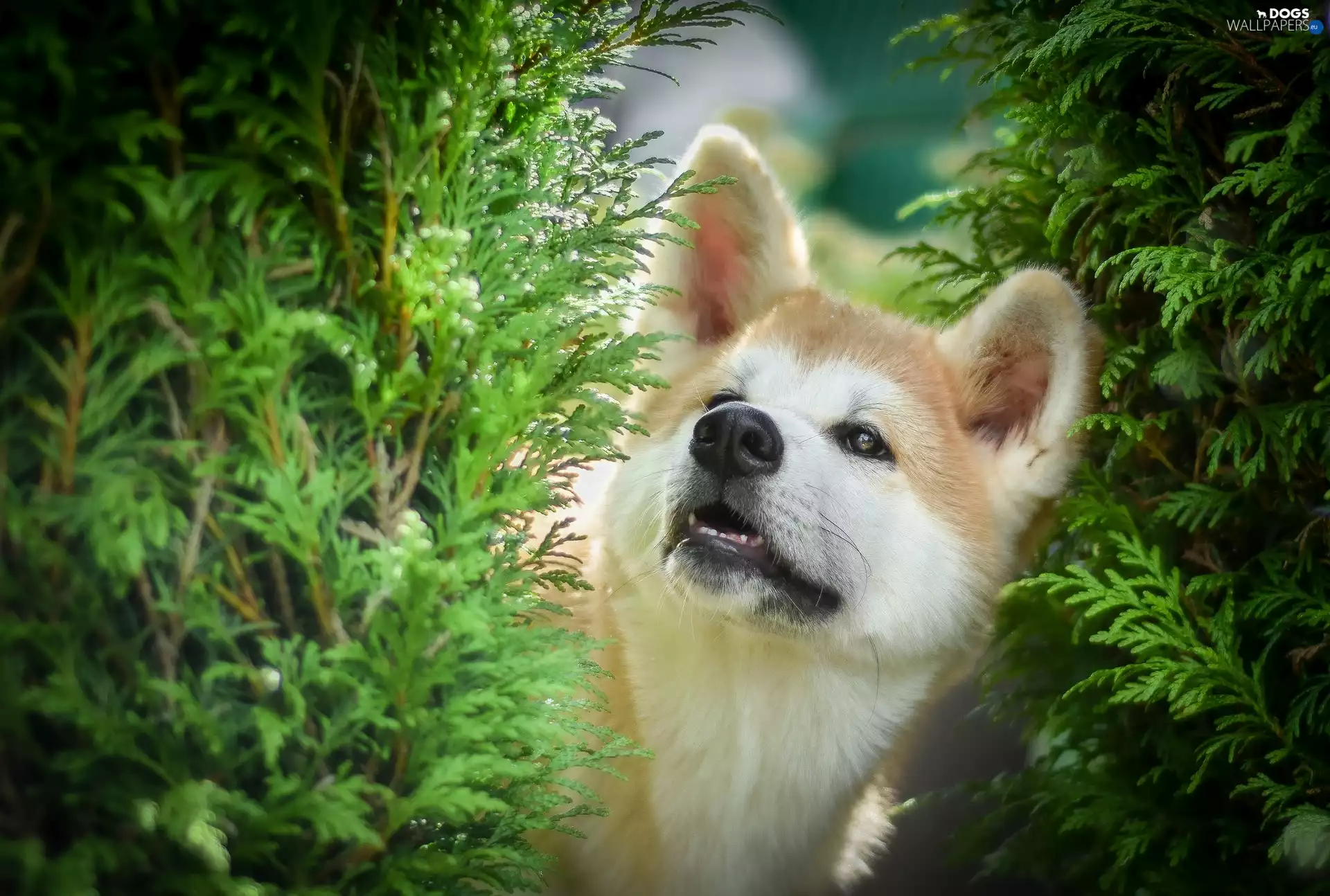 dog, green ones, Twigs, Akita Inu