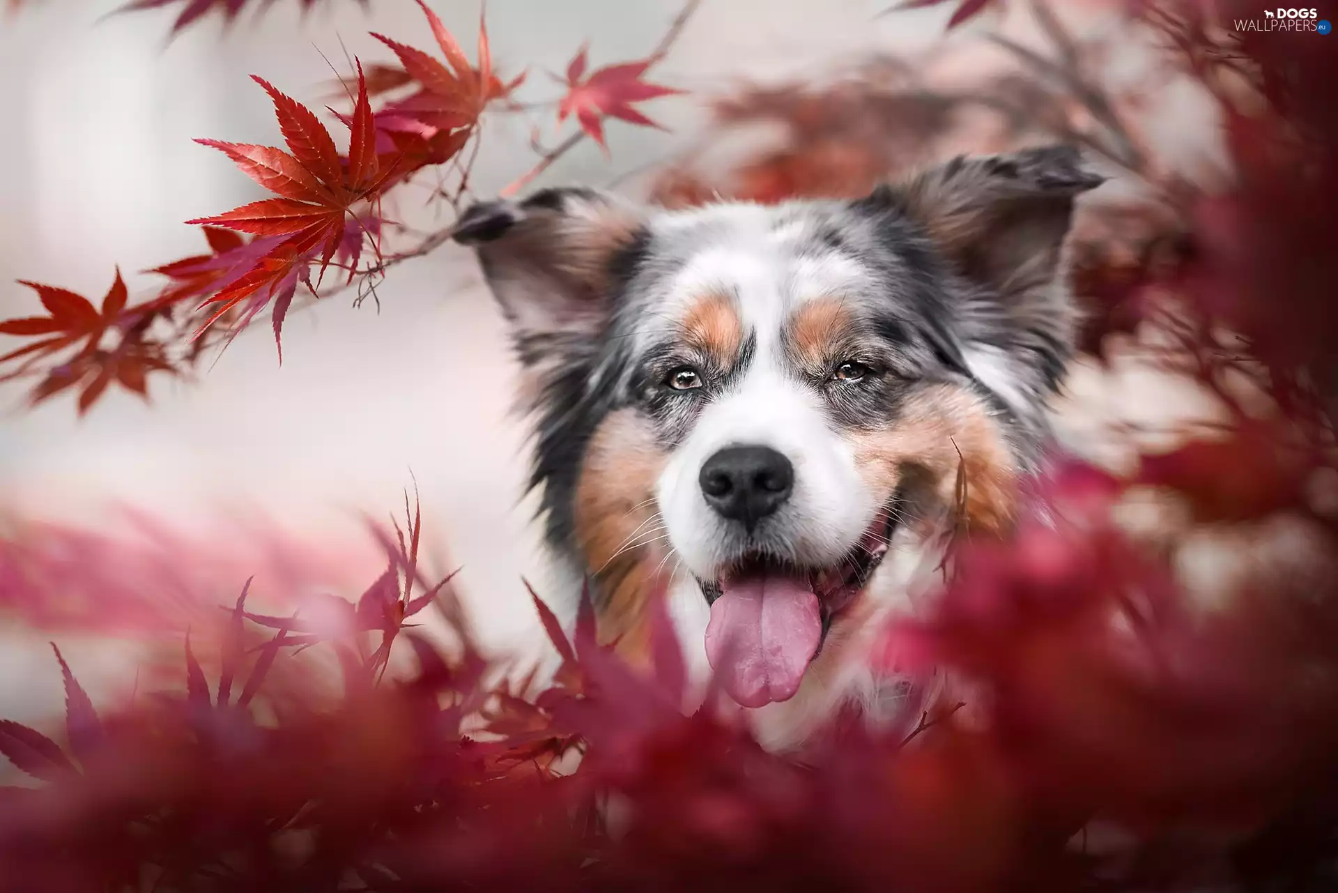 dog, Twigs, Leaf, Australian Shepherd