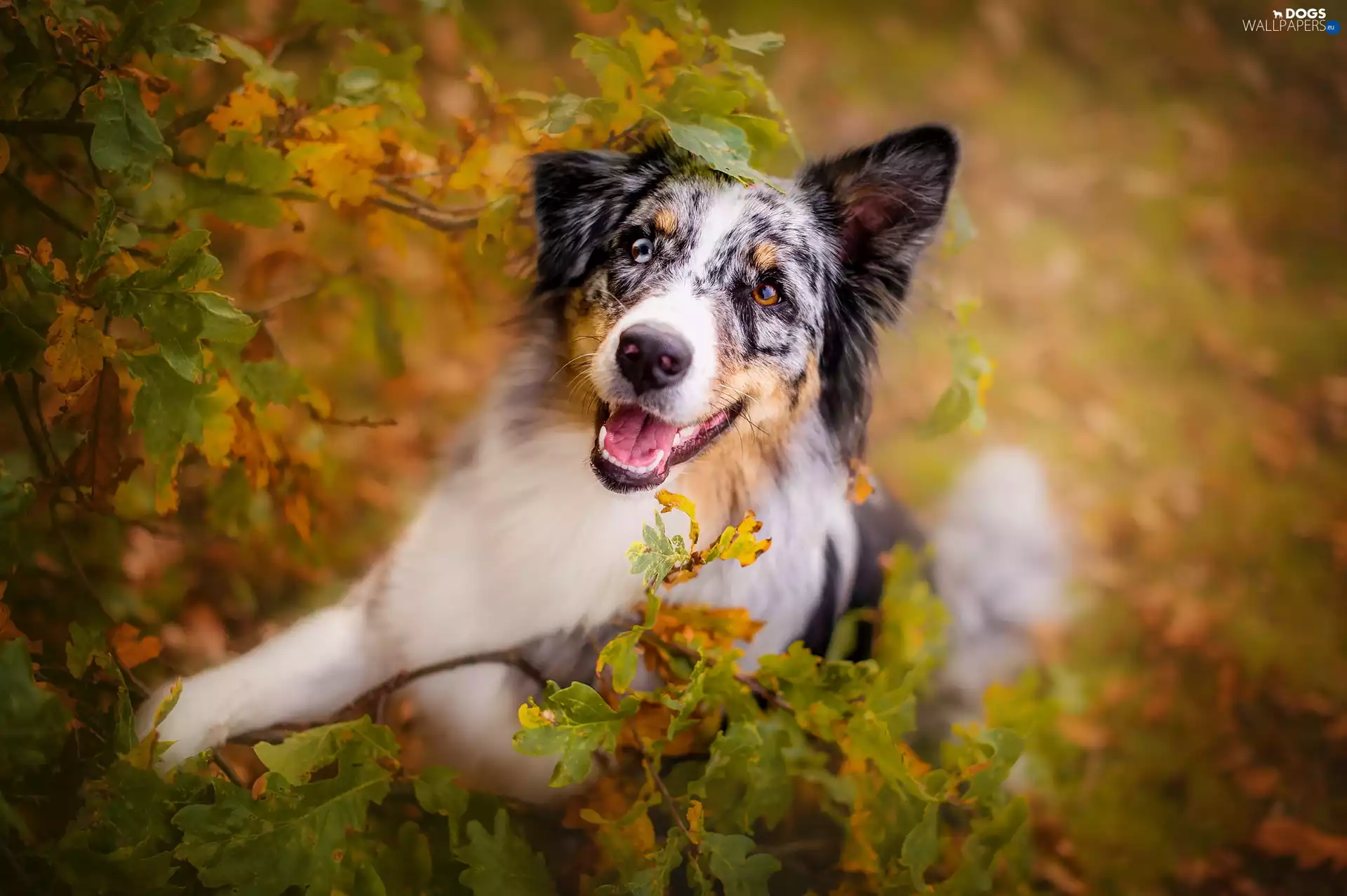 Leaf, Australian Shepherd, Twigs