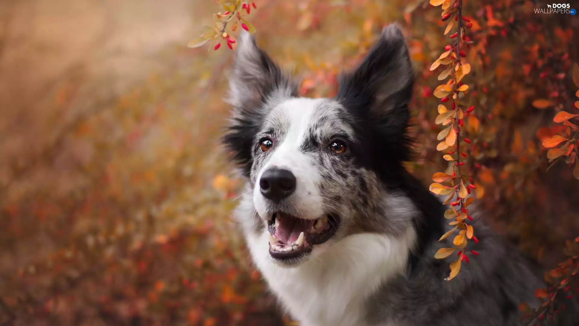 Bush, dog, leaves, Twigs, Autumn, Border Collie