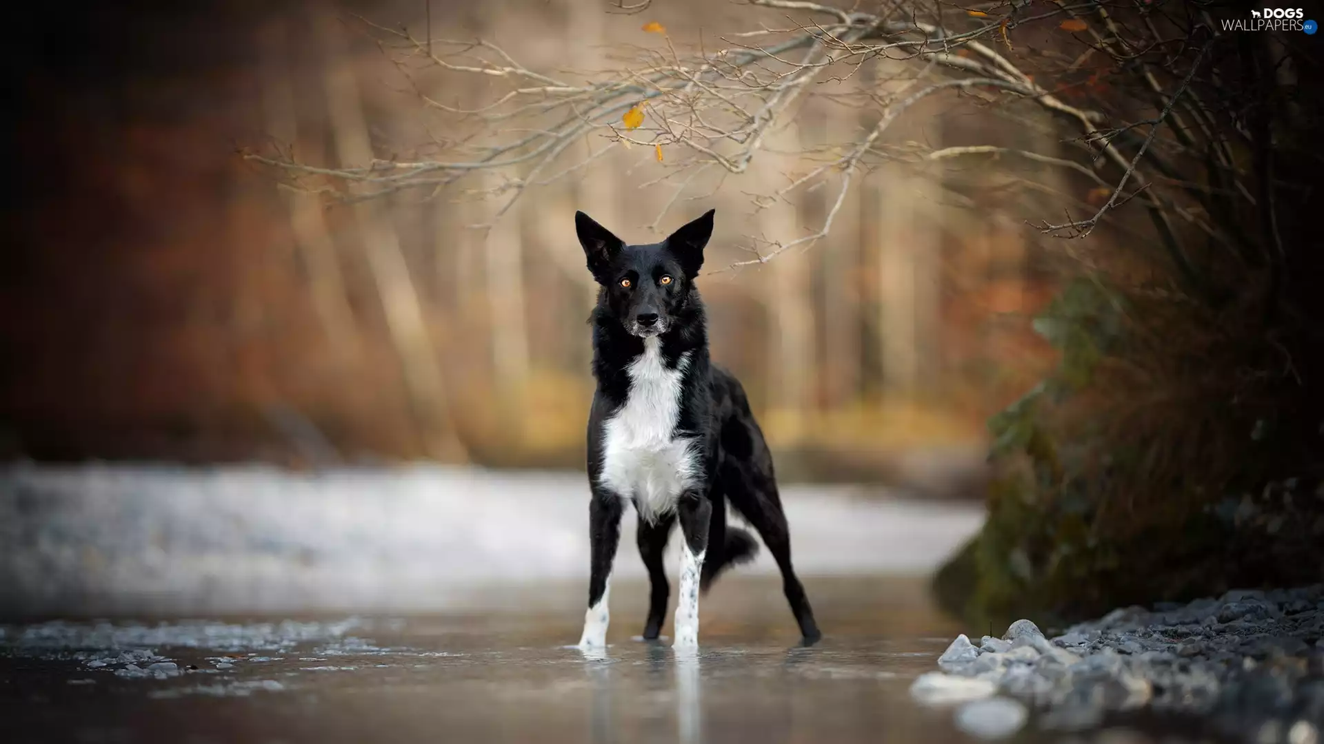River, dog, viewes, Twigs, trees, Border Collie