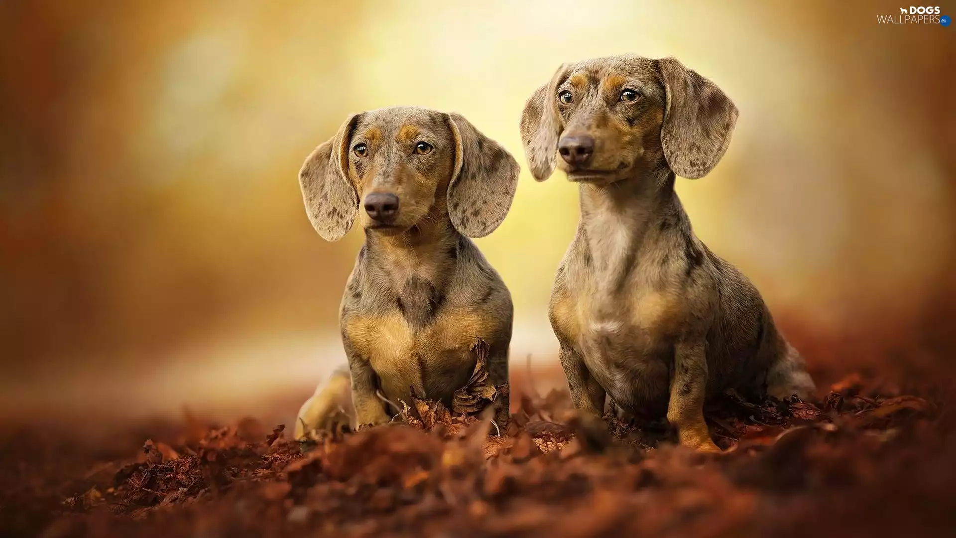 Leaf, blurry background, Two cars, dachshunds, Dogs