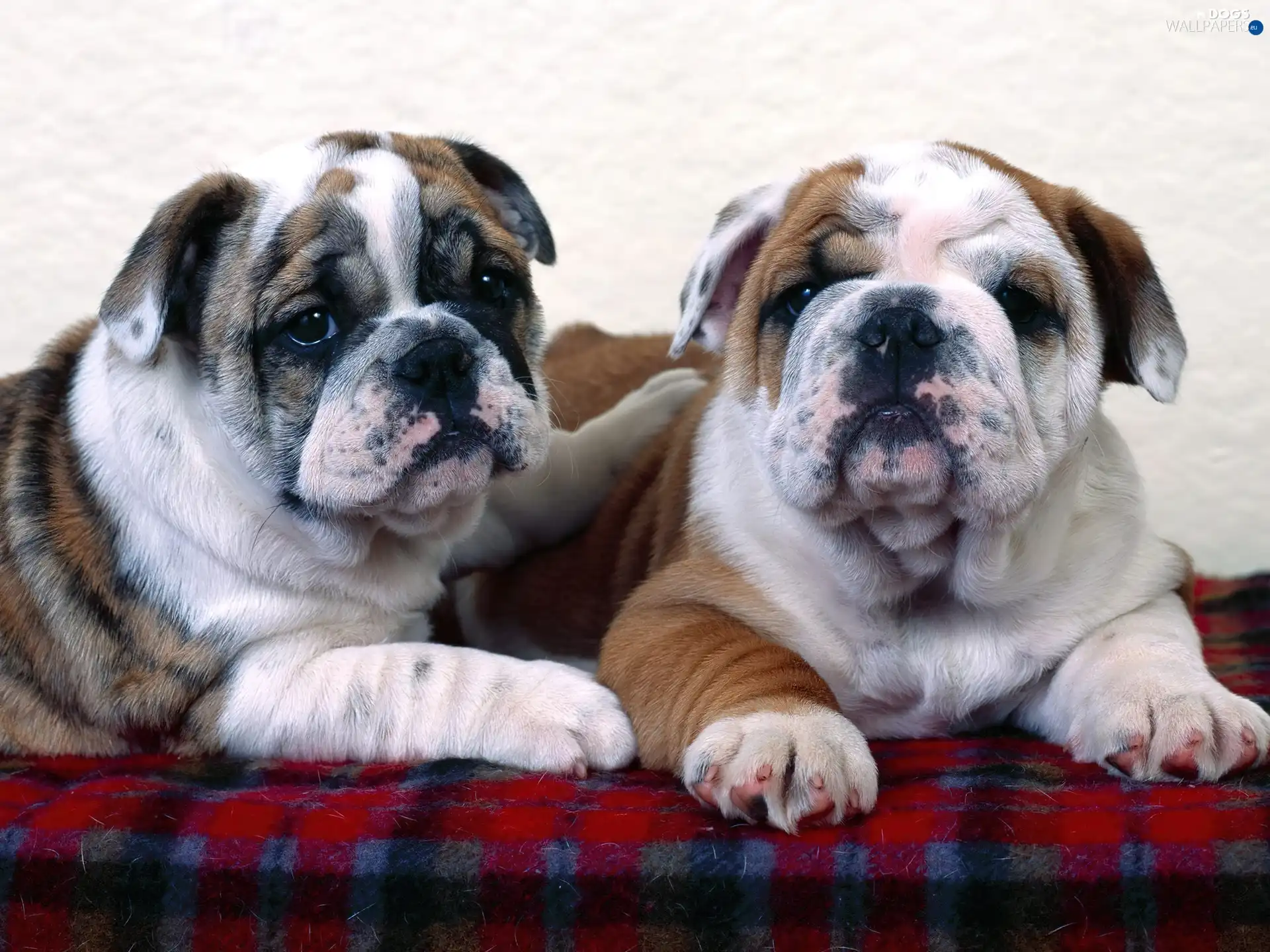 Bulldogs, Two cars