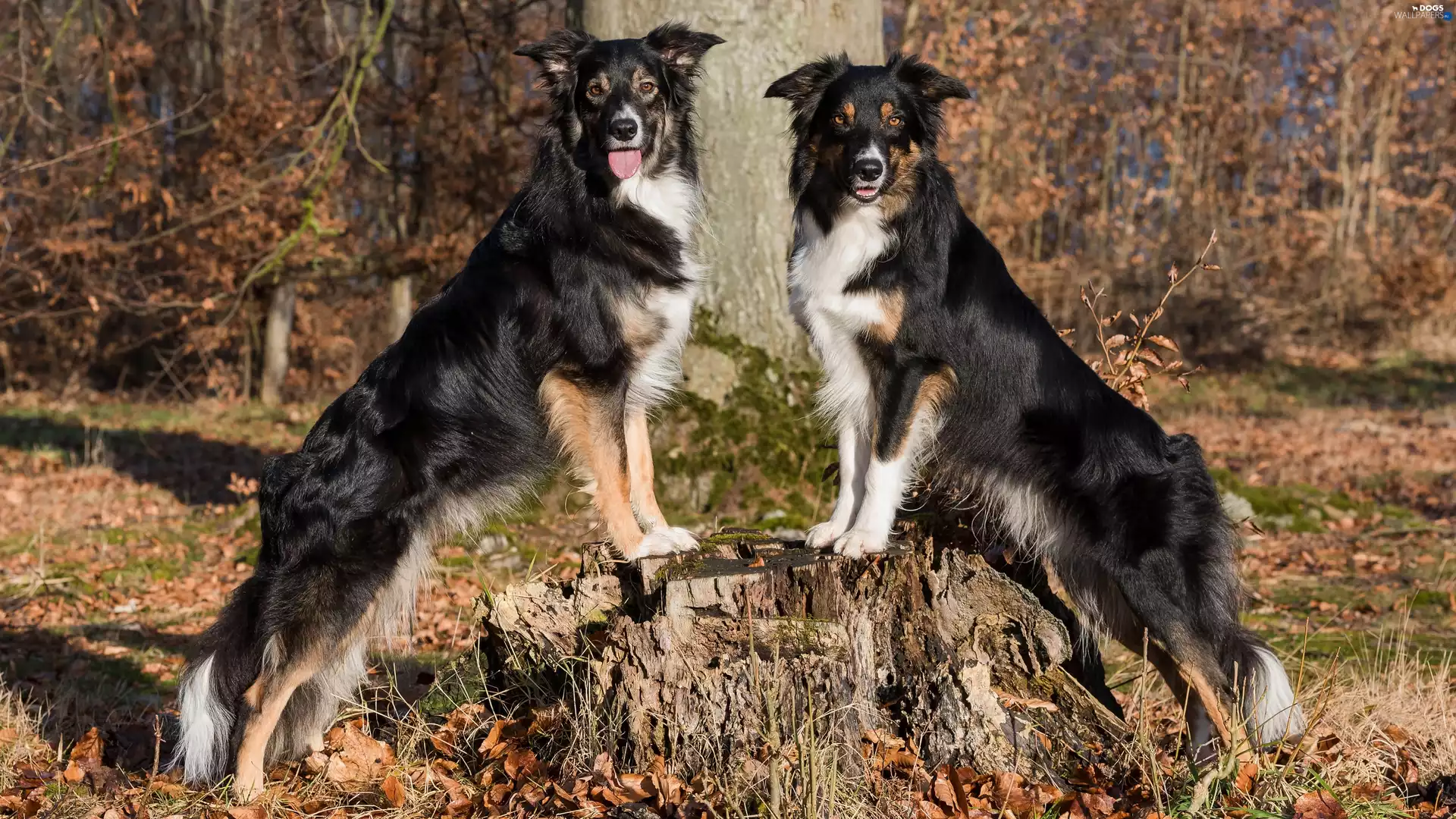 trunk, Two cars, Border Collie