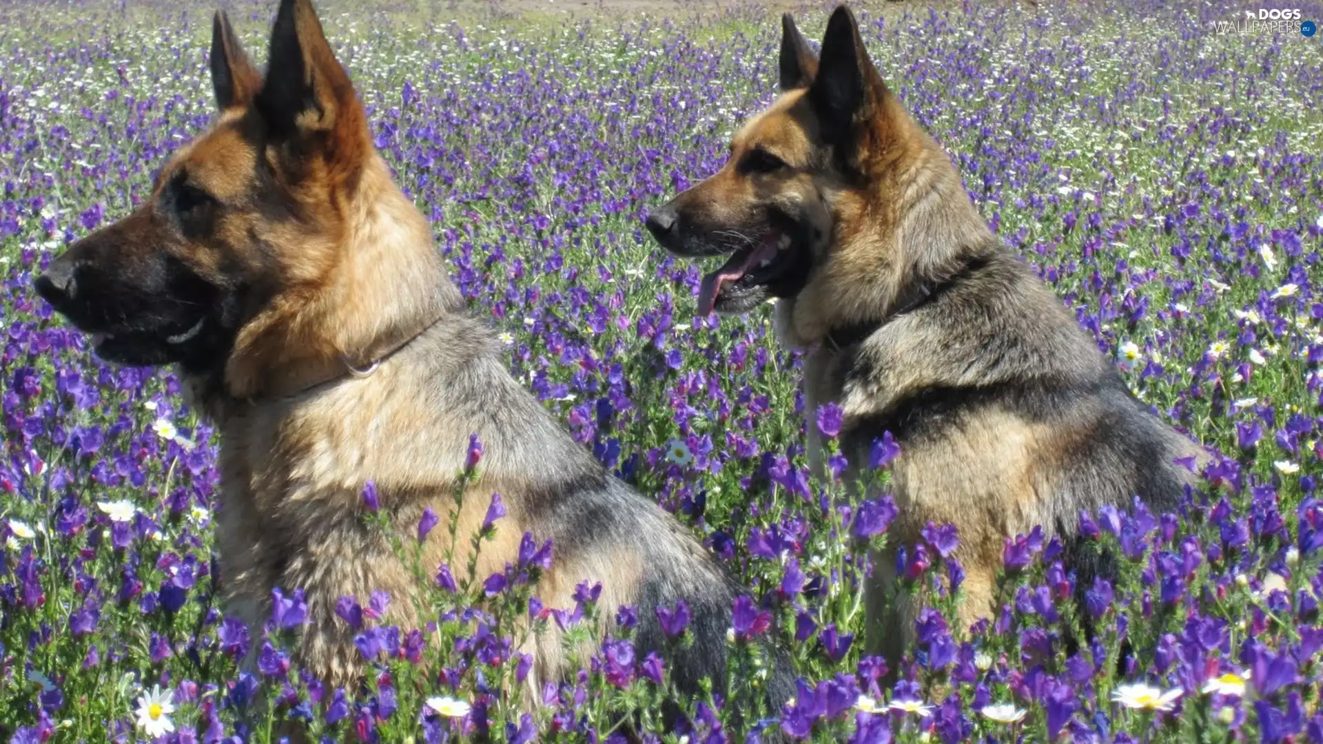 Meadow, Two cars, German Shepherds